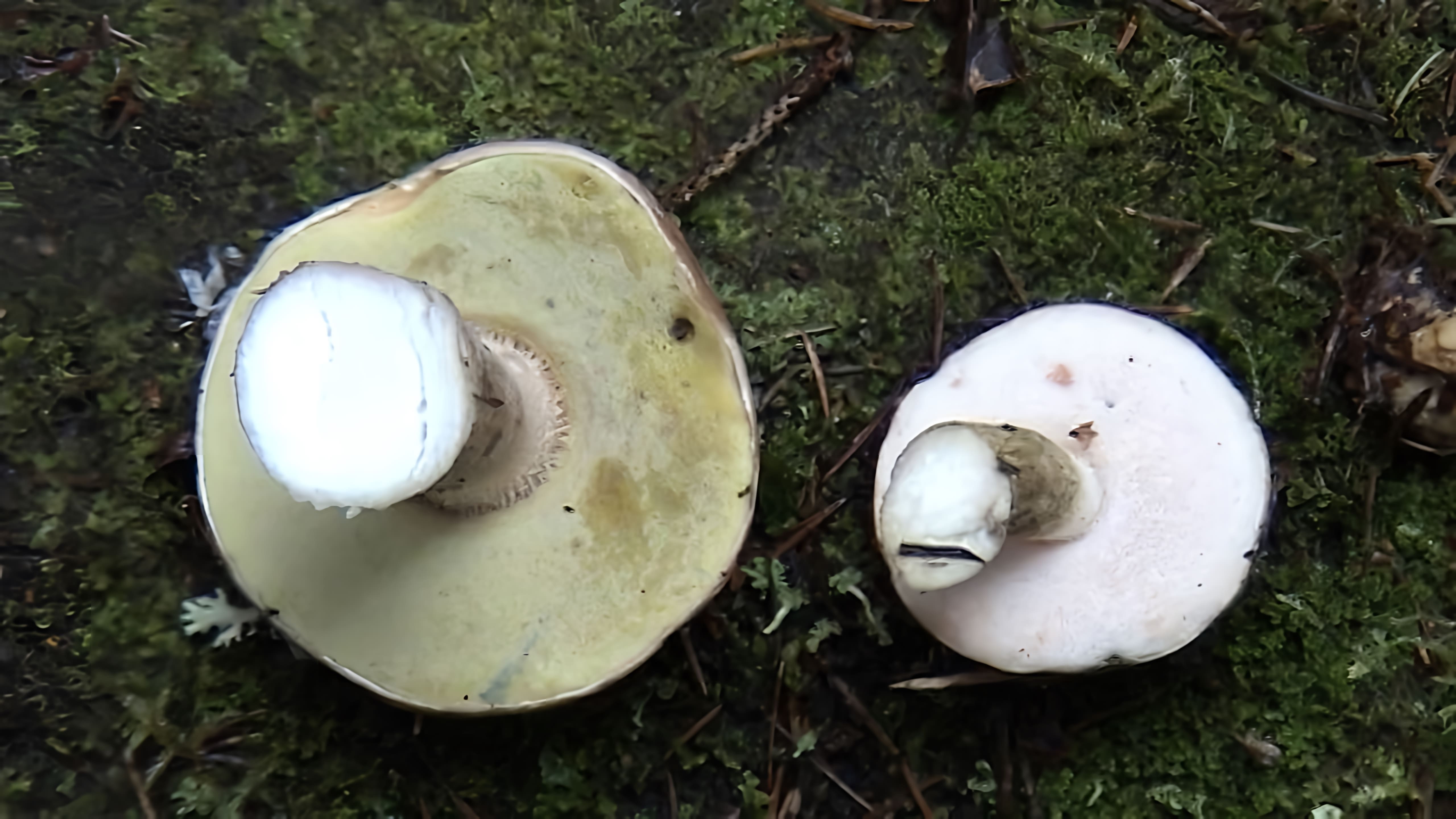 Видео обсуждает разницу между съедобным грибом белый (Boletus edulis) и непригодным для употребления грибом горчак (Gyromitra esculenta)
