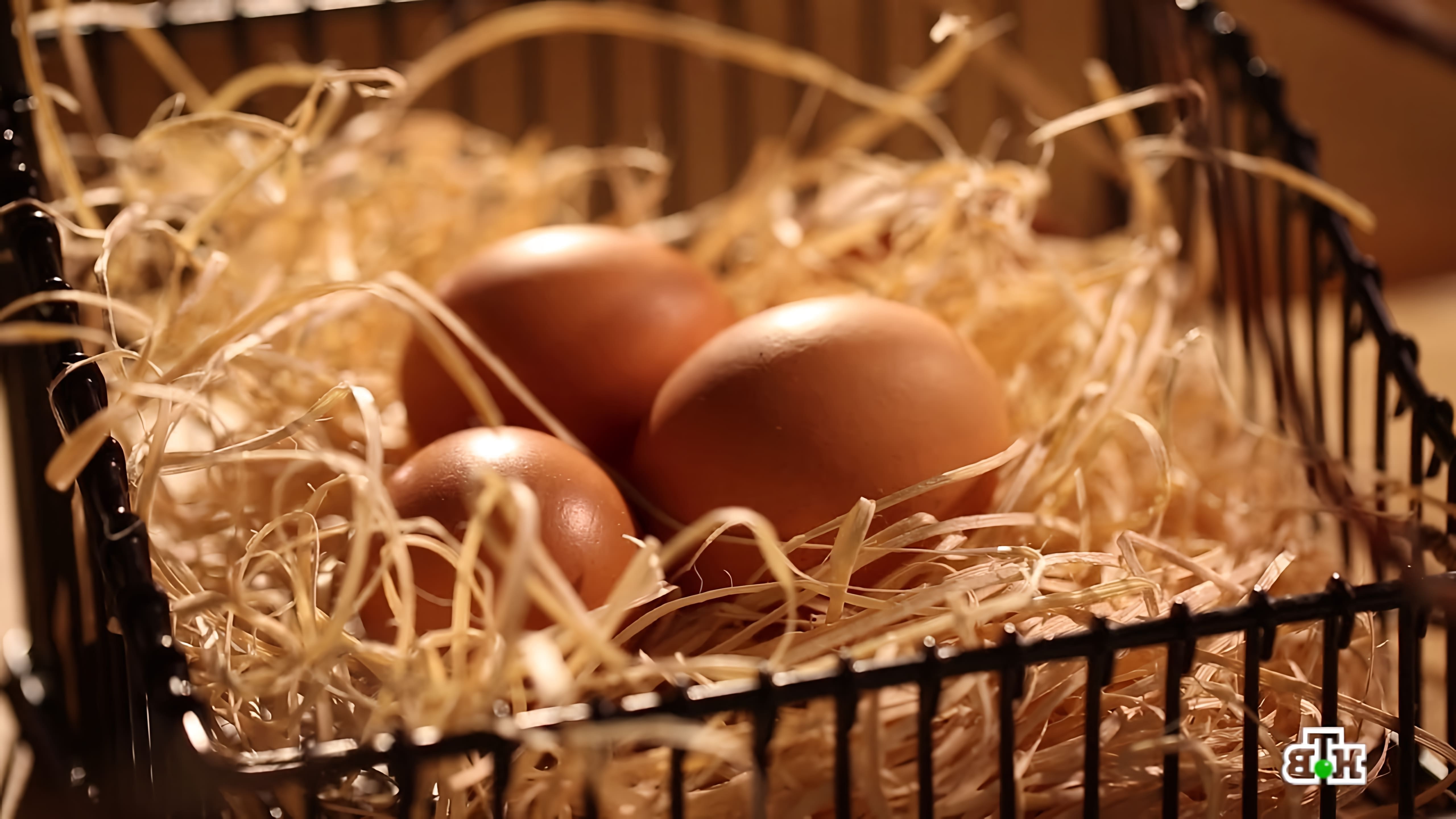 Дорого яичко к Христову дню... Программа Еда живая и мёртвая расскажет всё о яйцах. Как их красить? Как их выбирать?