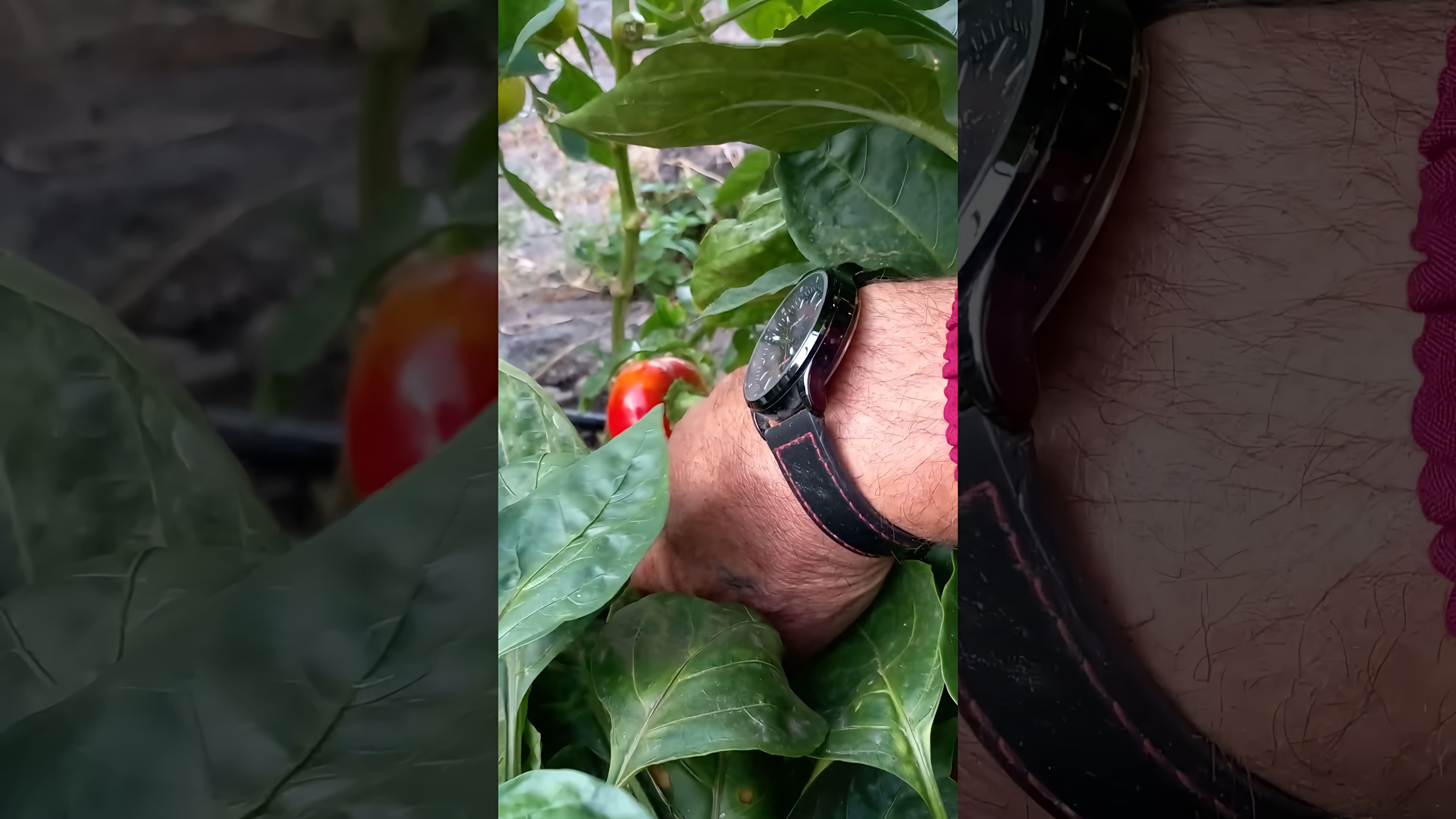 Перец полуострый Гогошары - это видео-ролик, который рассказывает о выращивании и уходе за этим видом перца