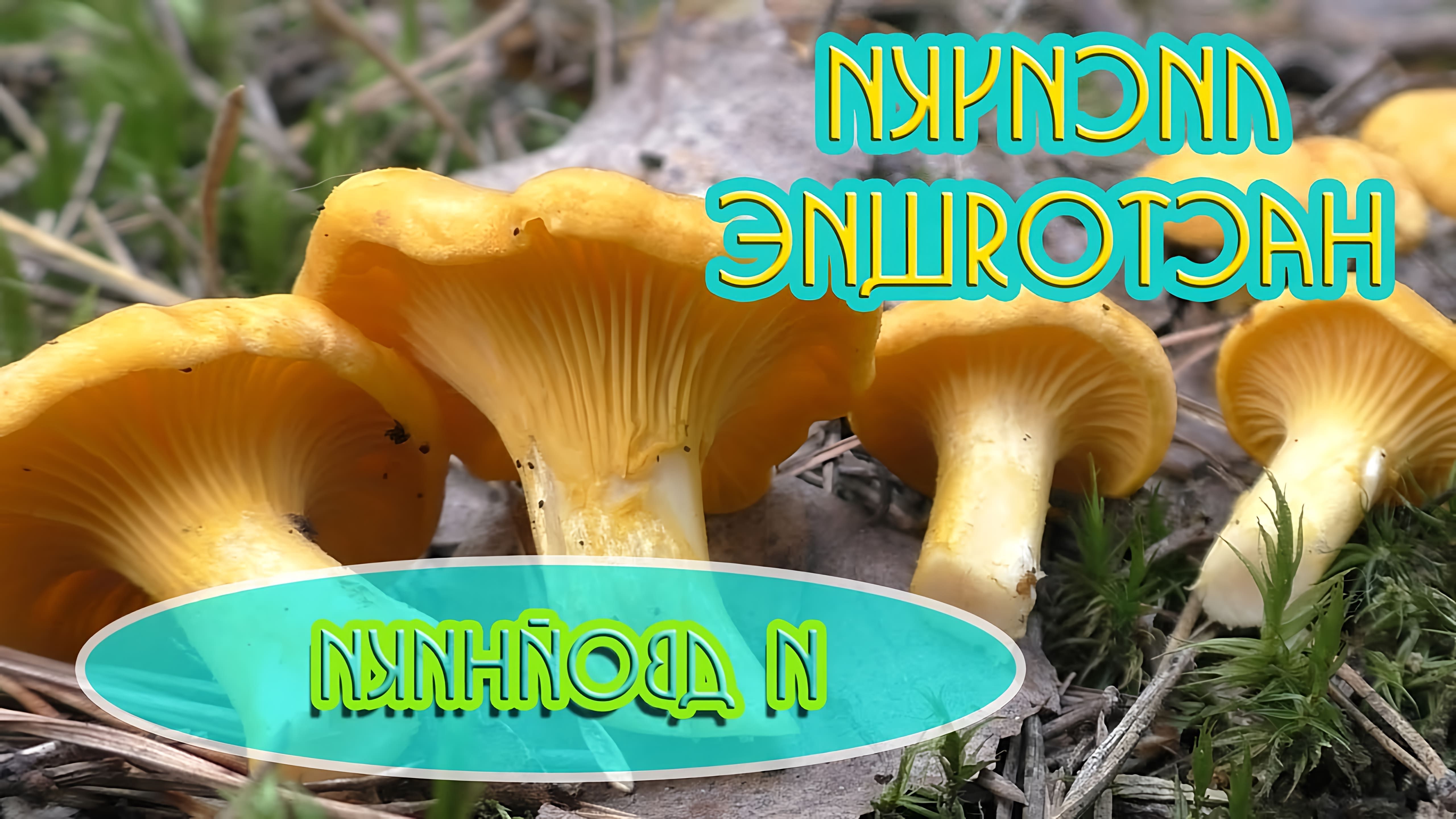 В этом видео рассказывается о лисичках - грибах, которые ценятся за свой сладковатый грибной запах и вкус