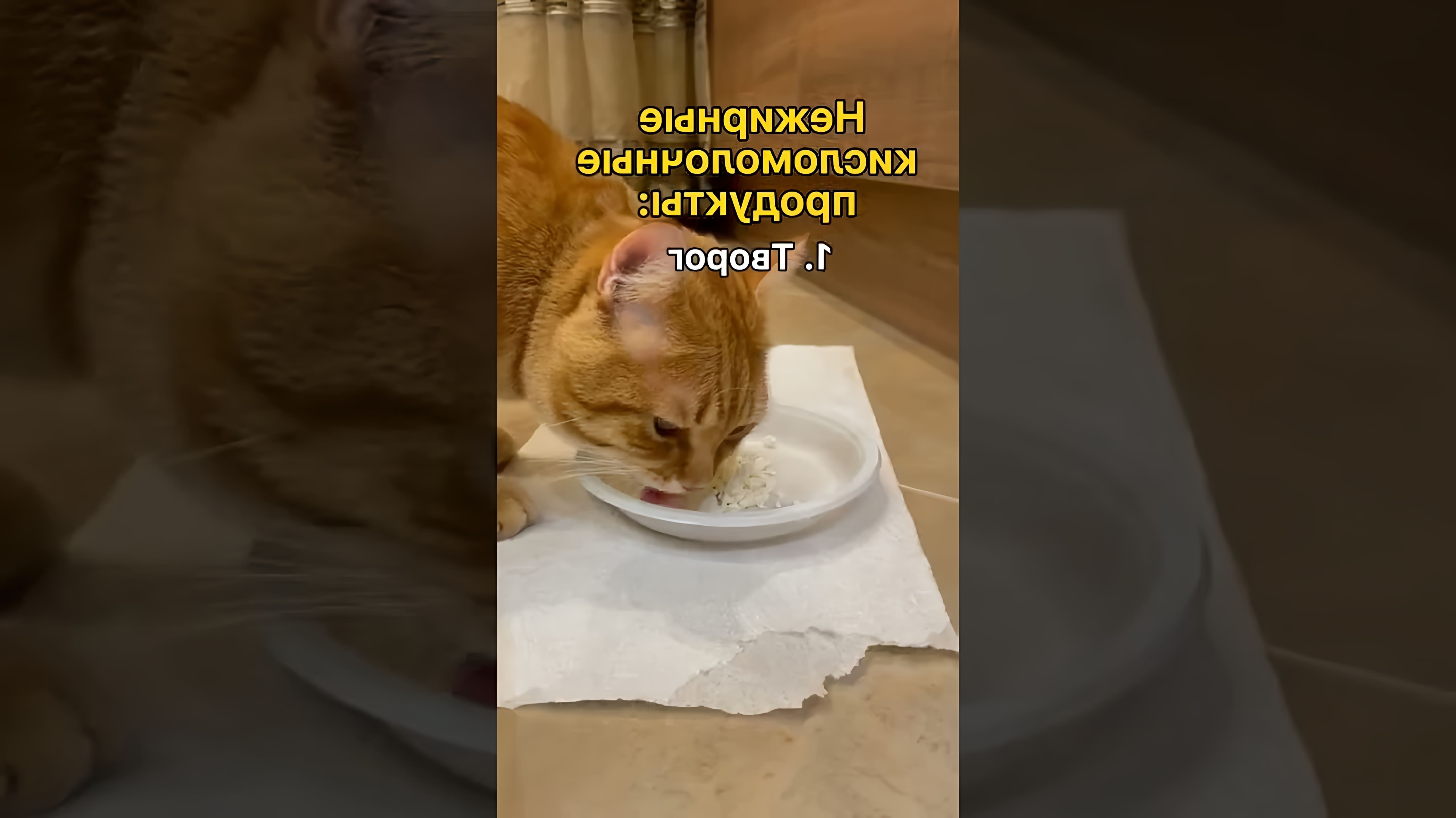 В этом видео рассказывается о том, какие продукты можно давать кошке