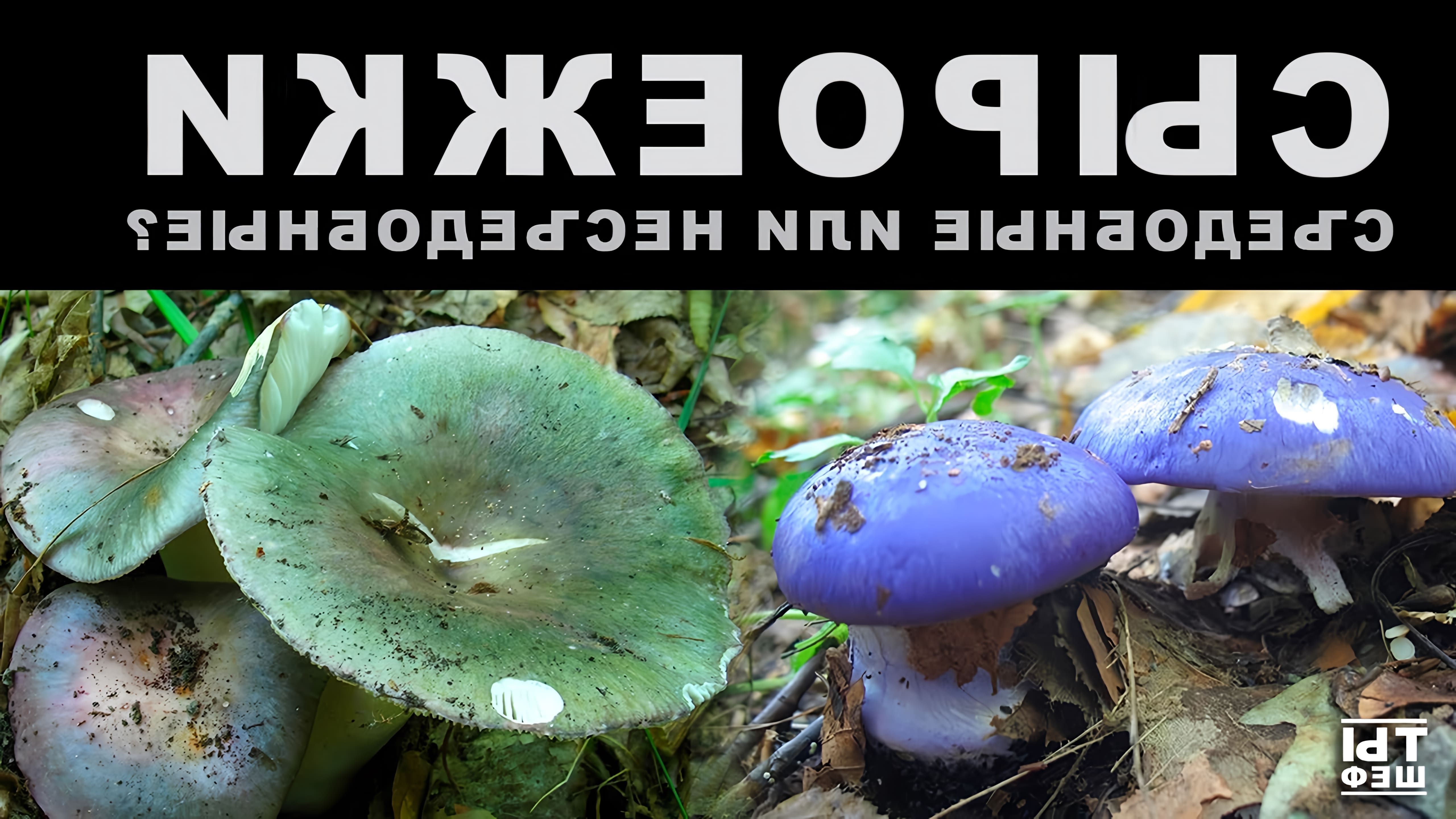 В этом видео рассказывается о грибах сыроежках, их съедобных и несъедобных разновидностях