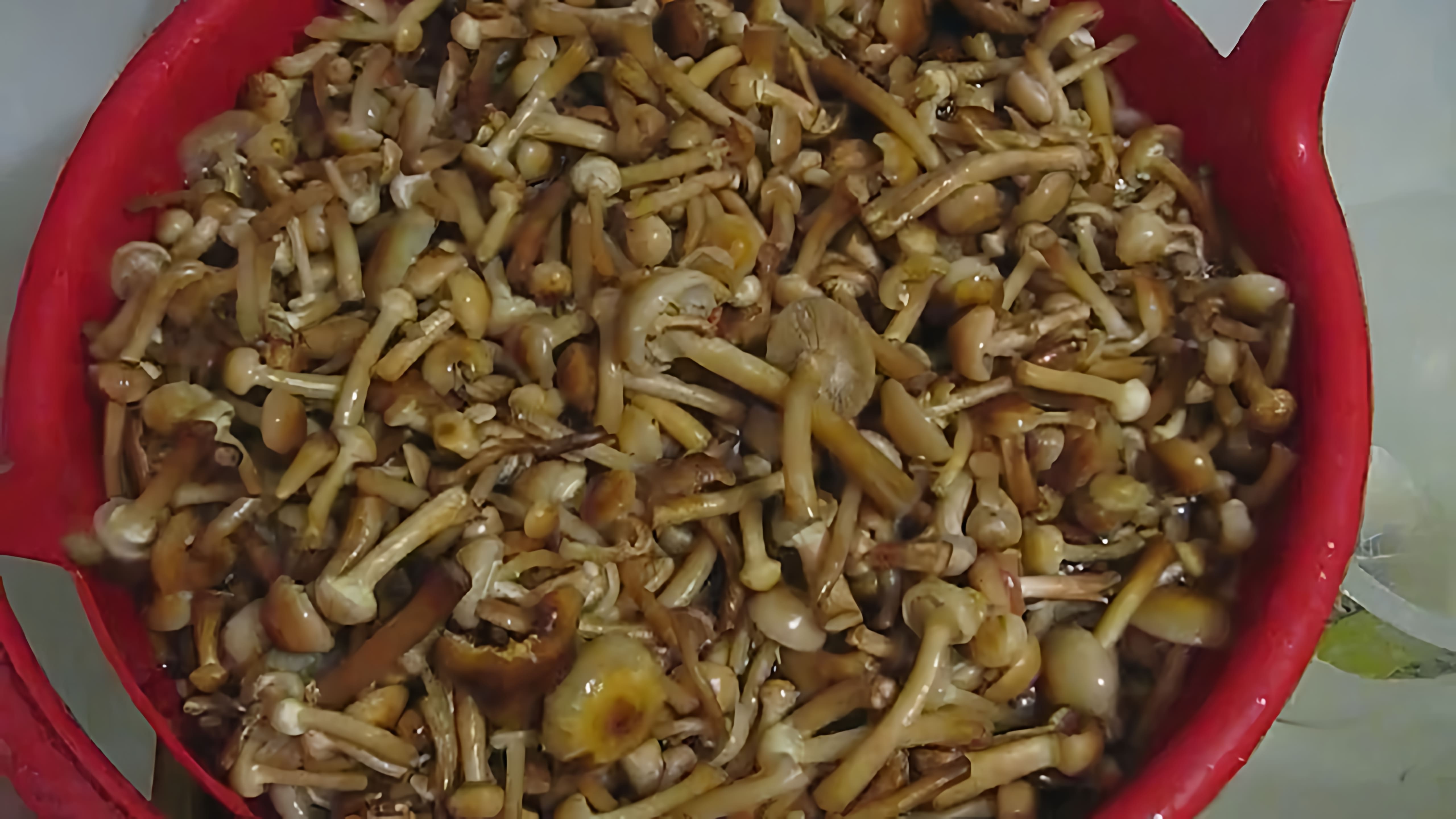 В этом видео демонстрируется процесс приготовления маринованных опят