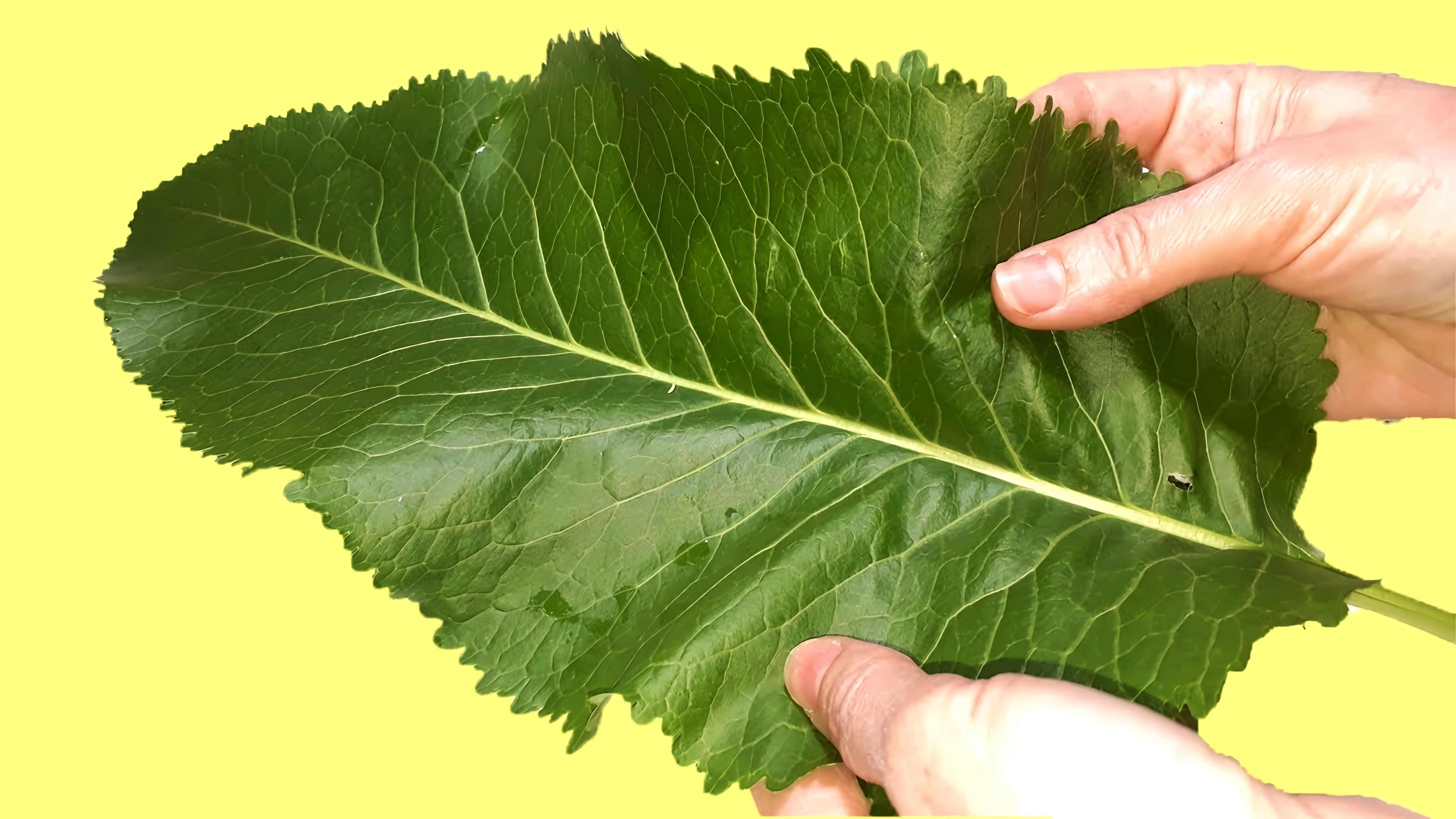 В этом видео рассказывается о нескольких способах использования листьев хрена