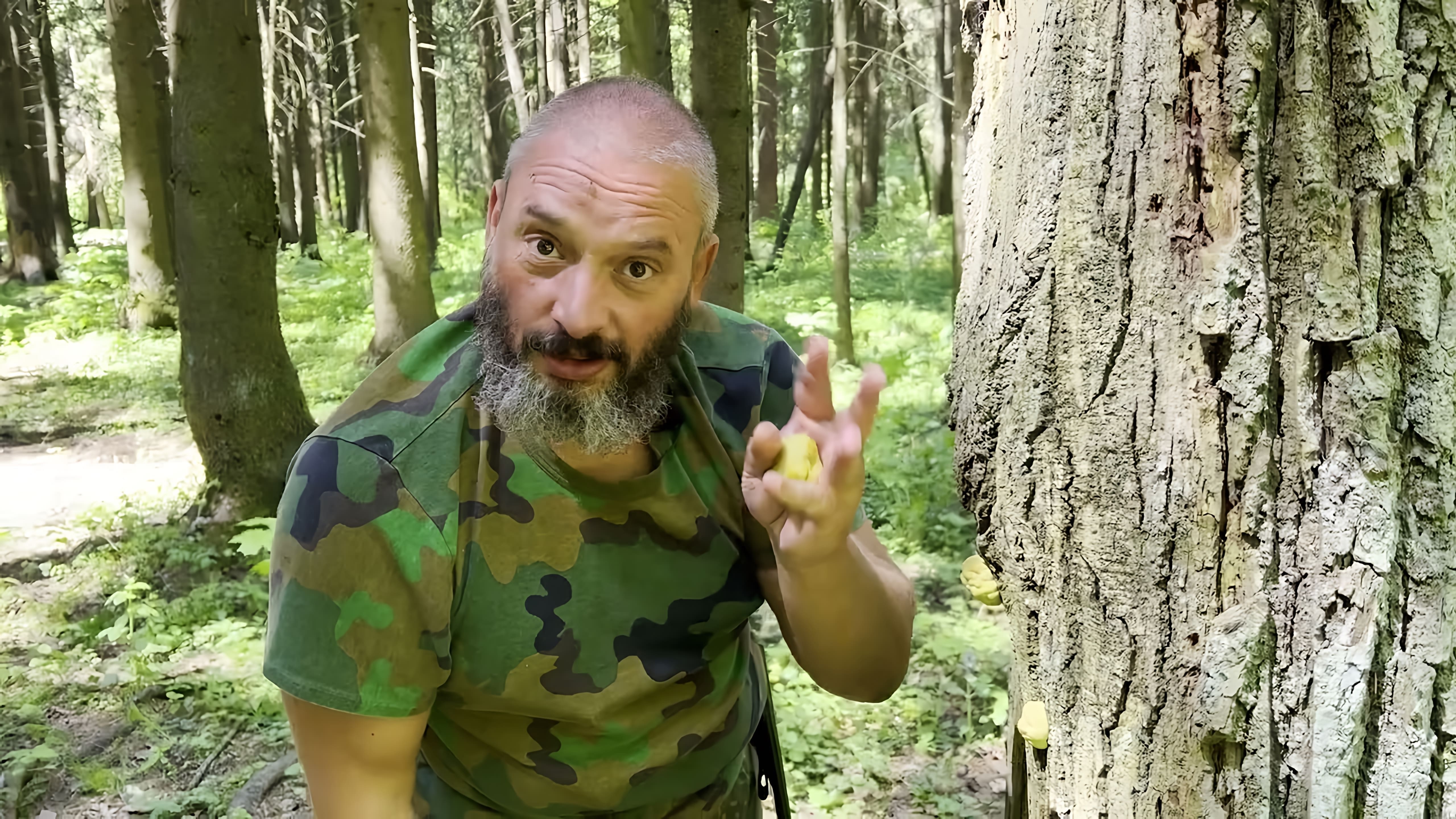 В этом видео Михаил Вишневский рассказывает о трутовике серно-желтом, который является съедобным и безопасным грибом