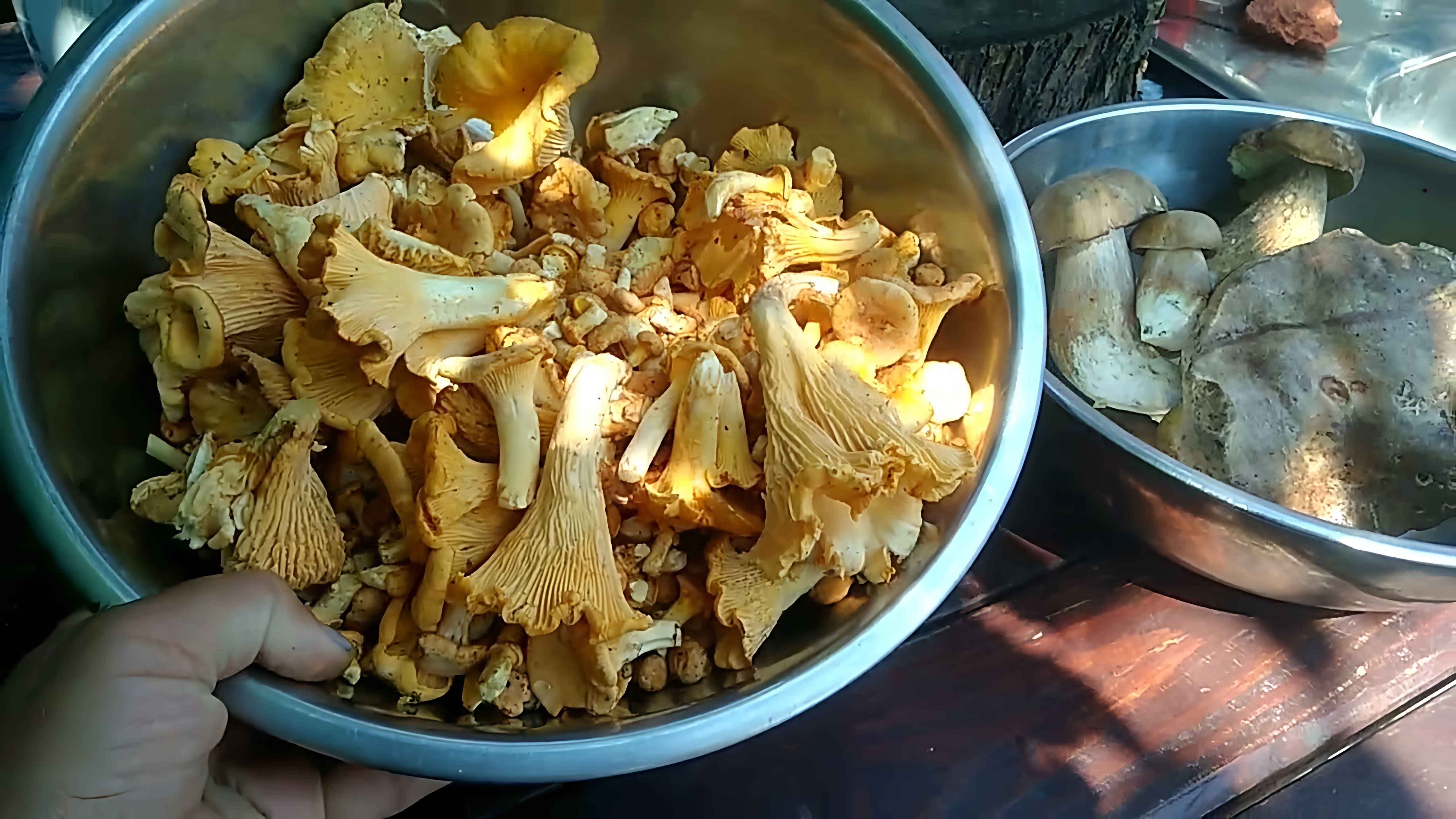 Маринованные лисички - это очень вкусный и простой рецепт грибов, который можно приготовить в домашних условиях