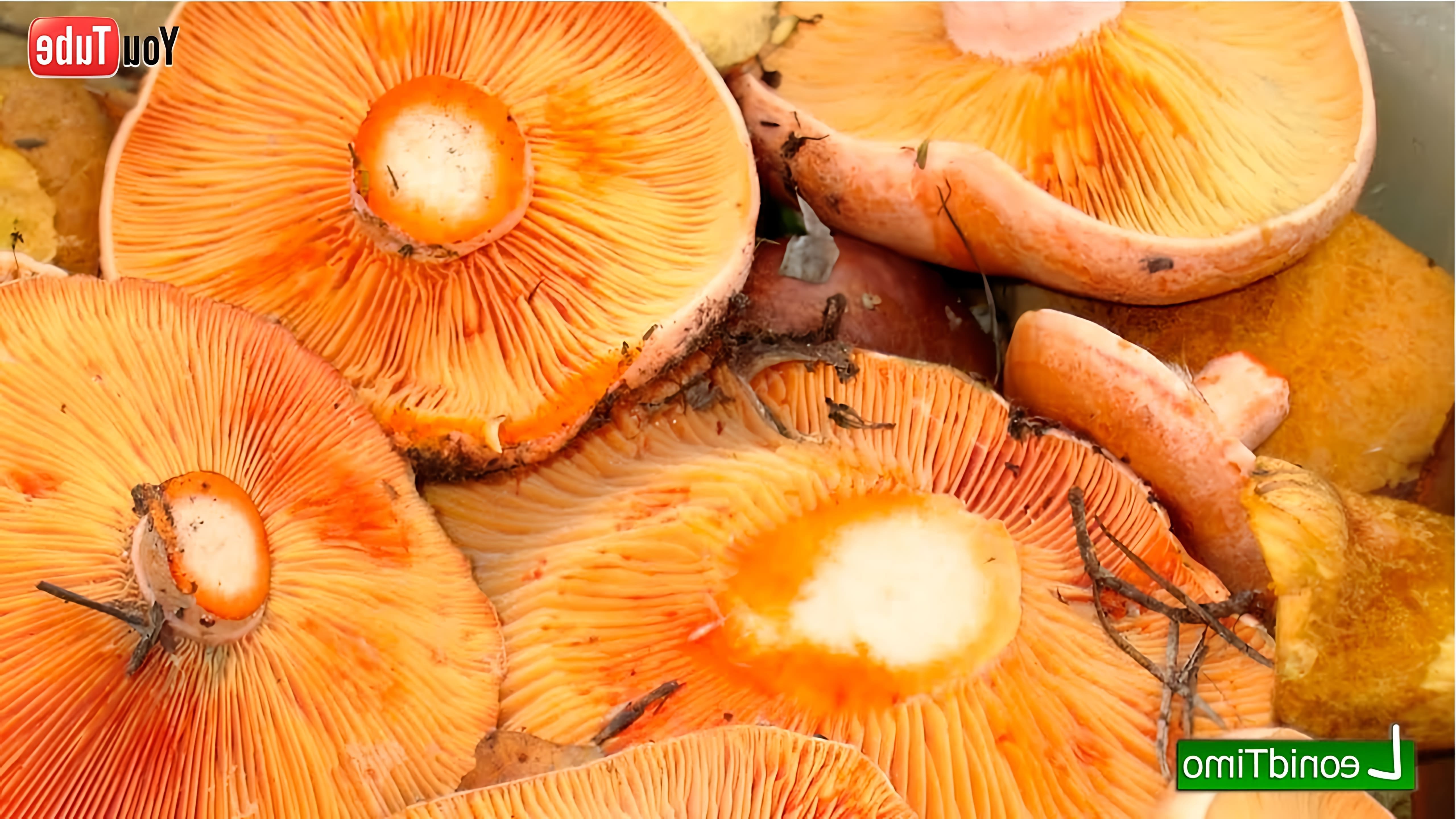 Как засолить рыжики. Рыжики - грибы первой категории, вкусны даже сырыми. Посему единственное, в чем они нуждаются... 