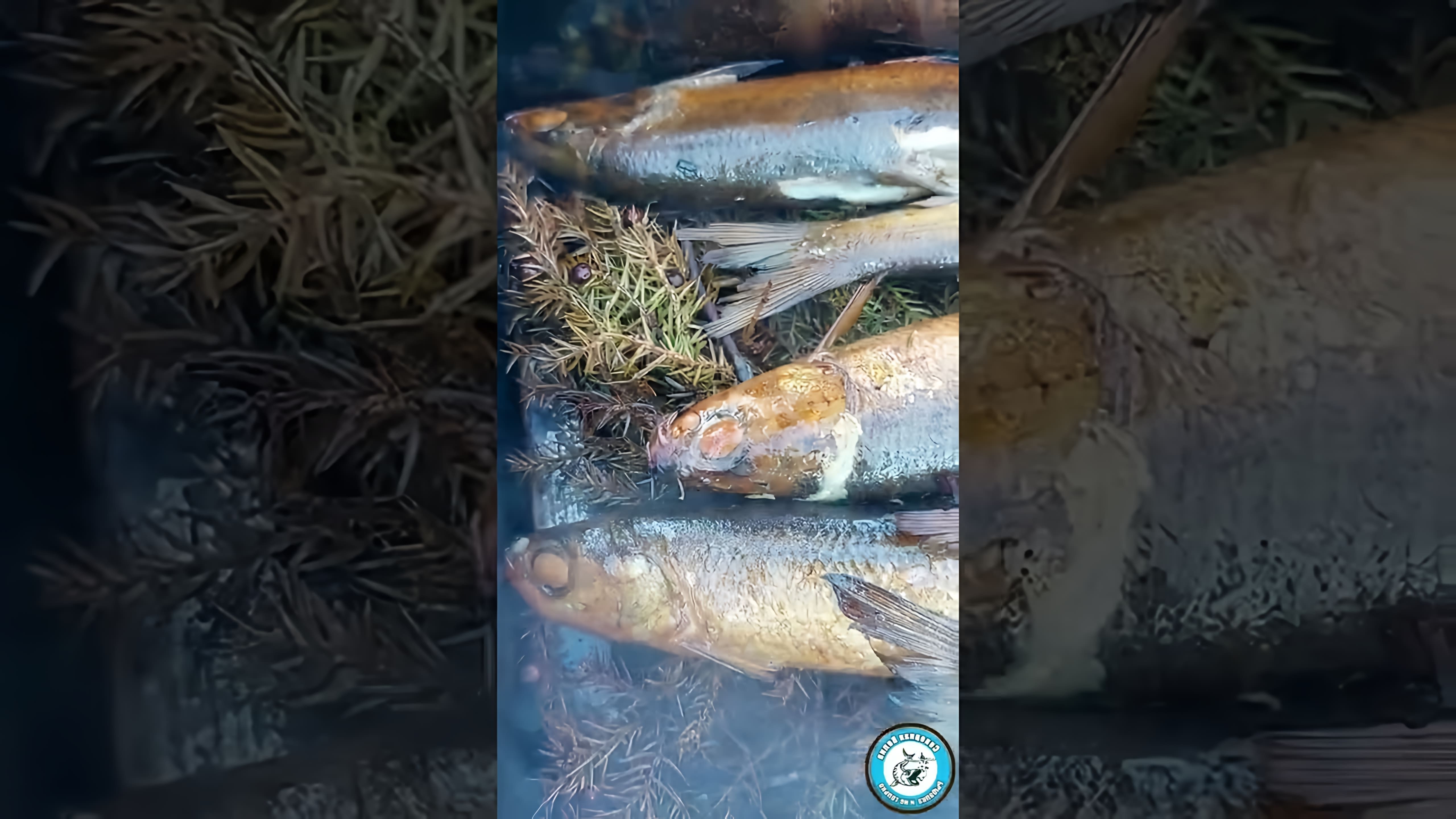 В этом видео-ролике рассказывается о том, как использовать можжевельник для приготовления рыбы горячего копчения