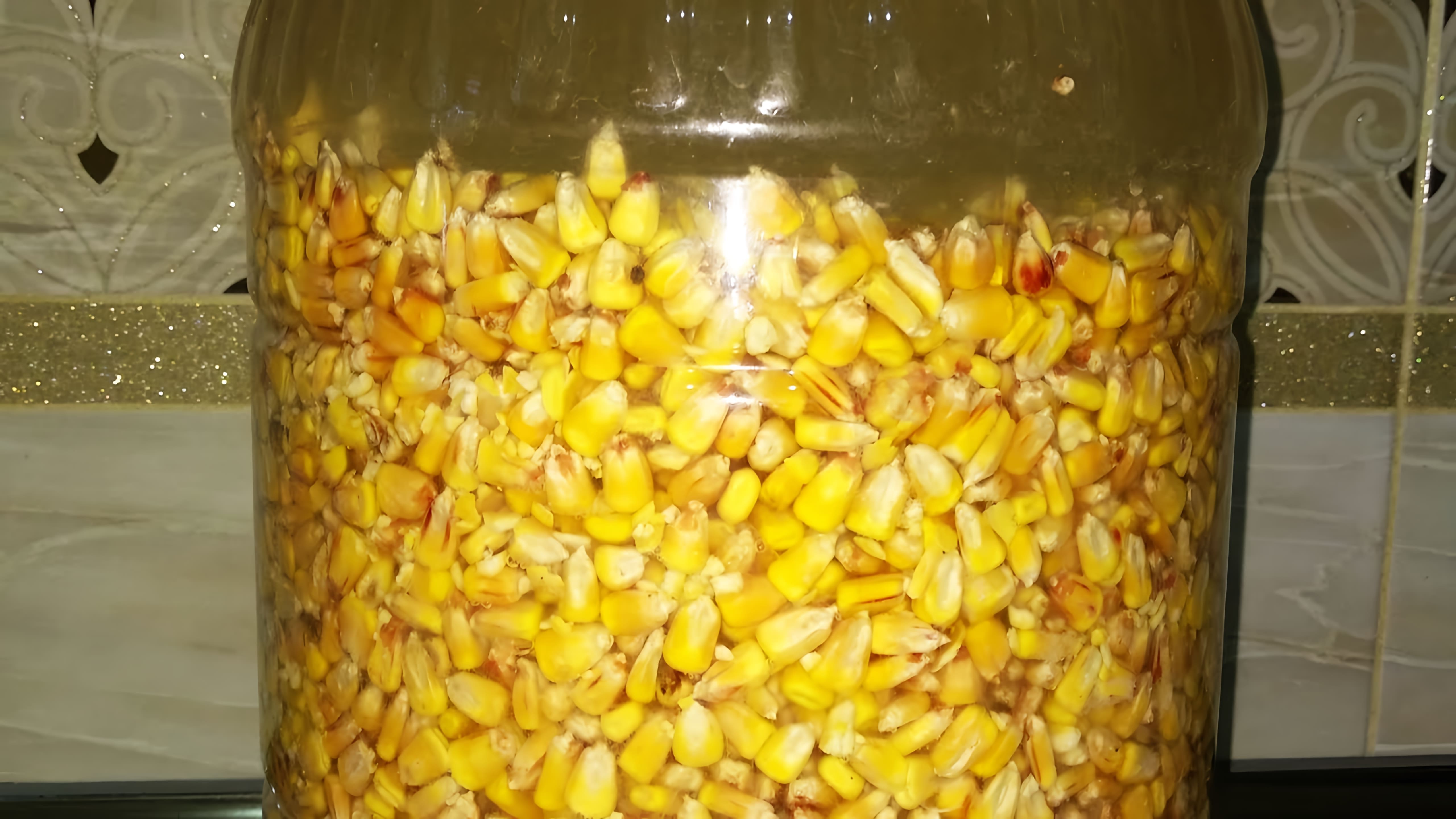 В этом видео рассказывается о рецепте ферментированной кукурузы, которую можно использовать в карпфишинге