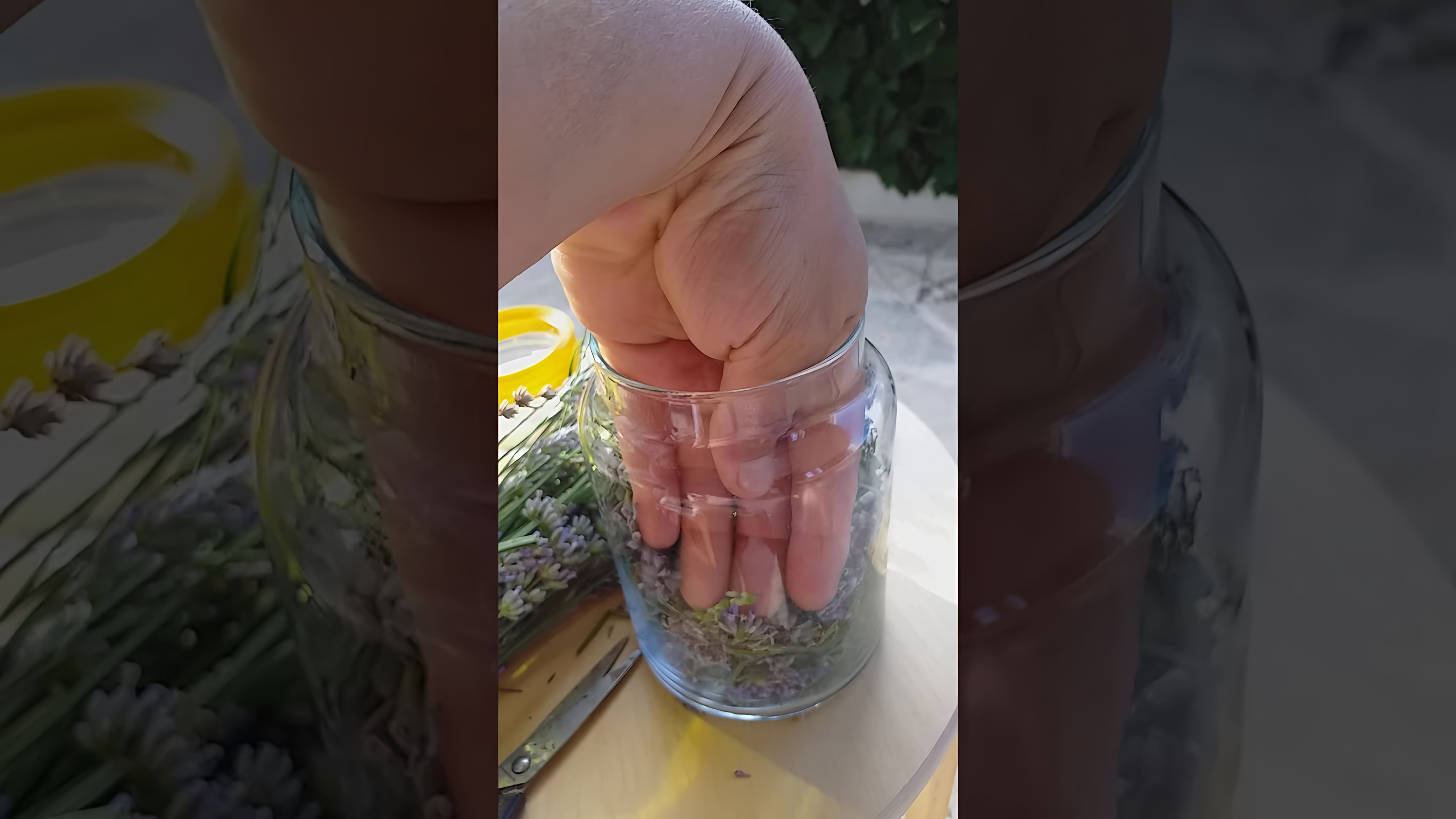 В данном видео демонстрируется процесс изготовления масла лаванды в домашних условиях