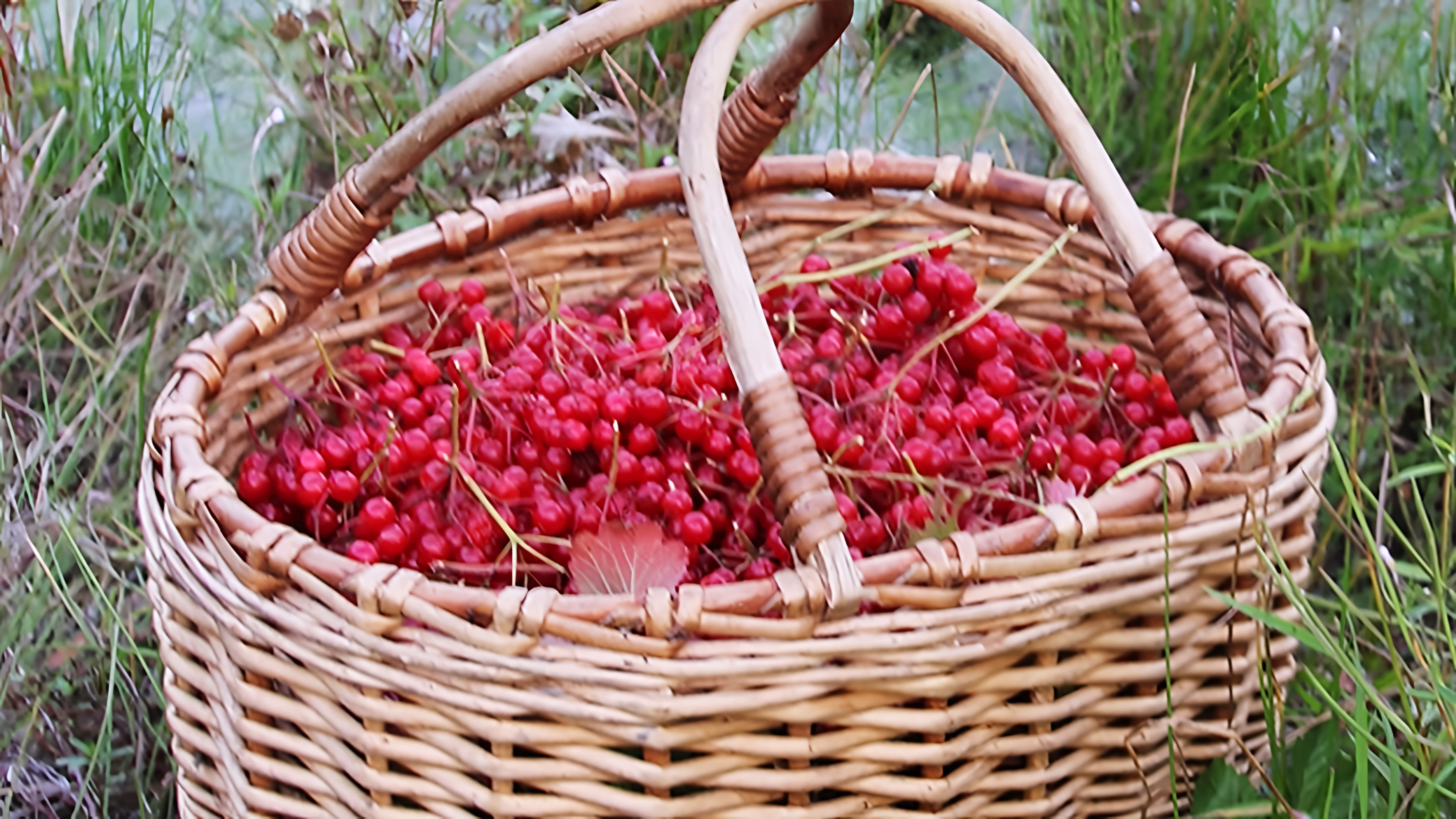 В этом видео рассказывается о сборе и использовании ягод калины