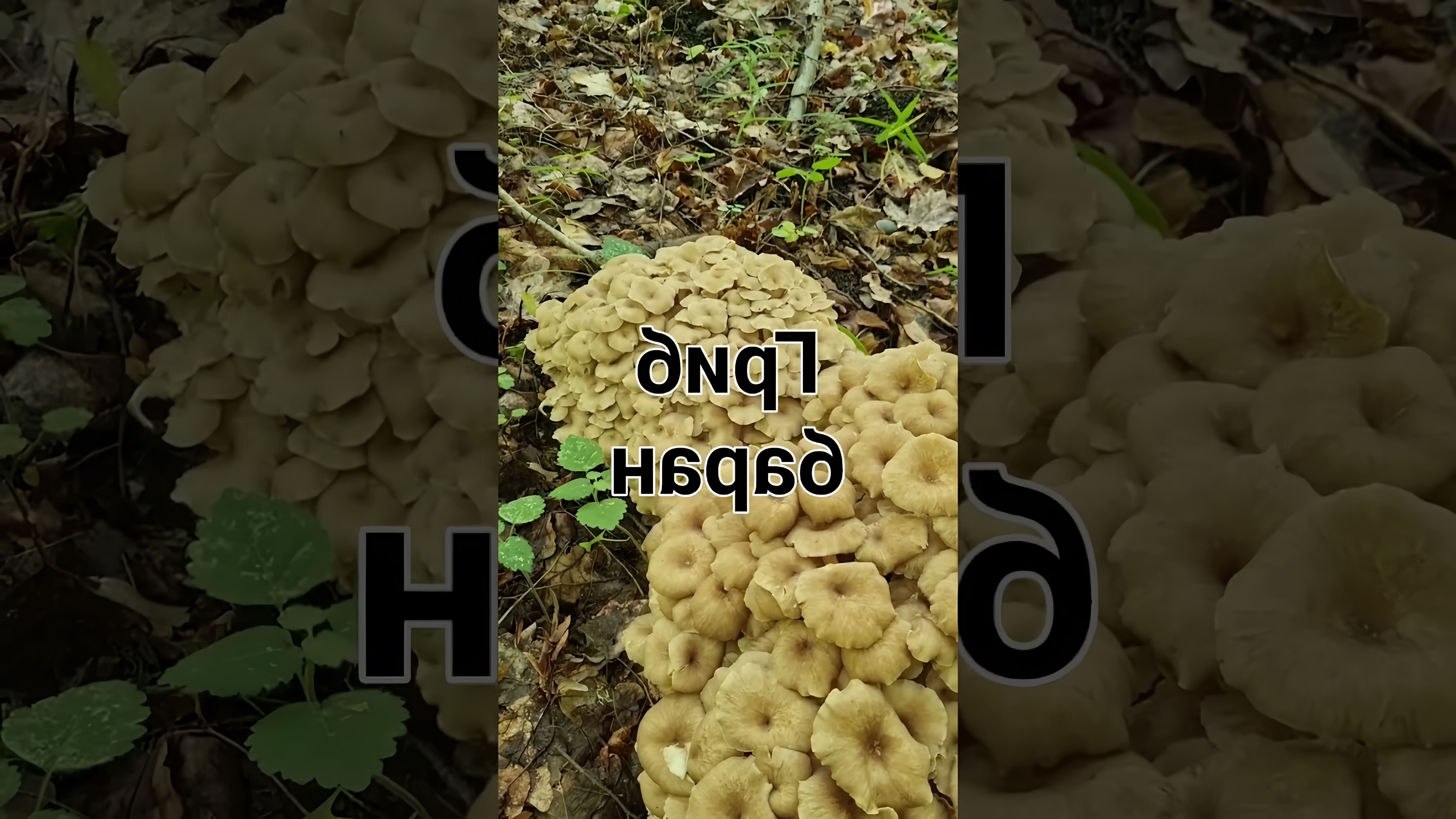 В этом видео рассказывается о грибе баран, который также известен как майтаке или полипорус зонтичный