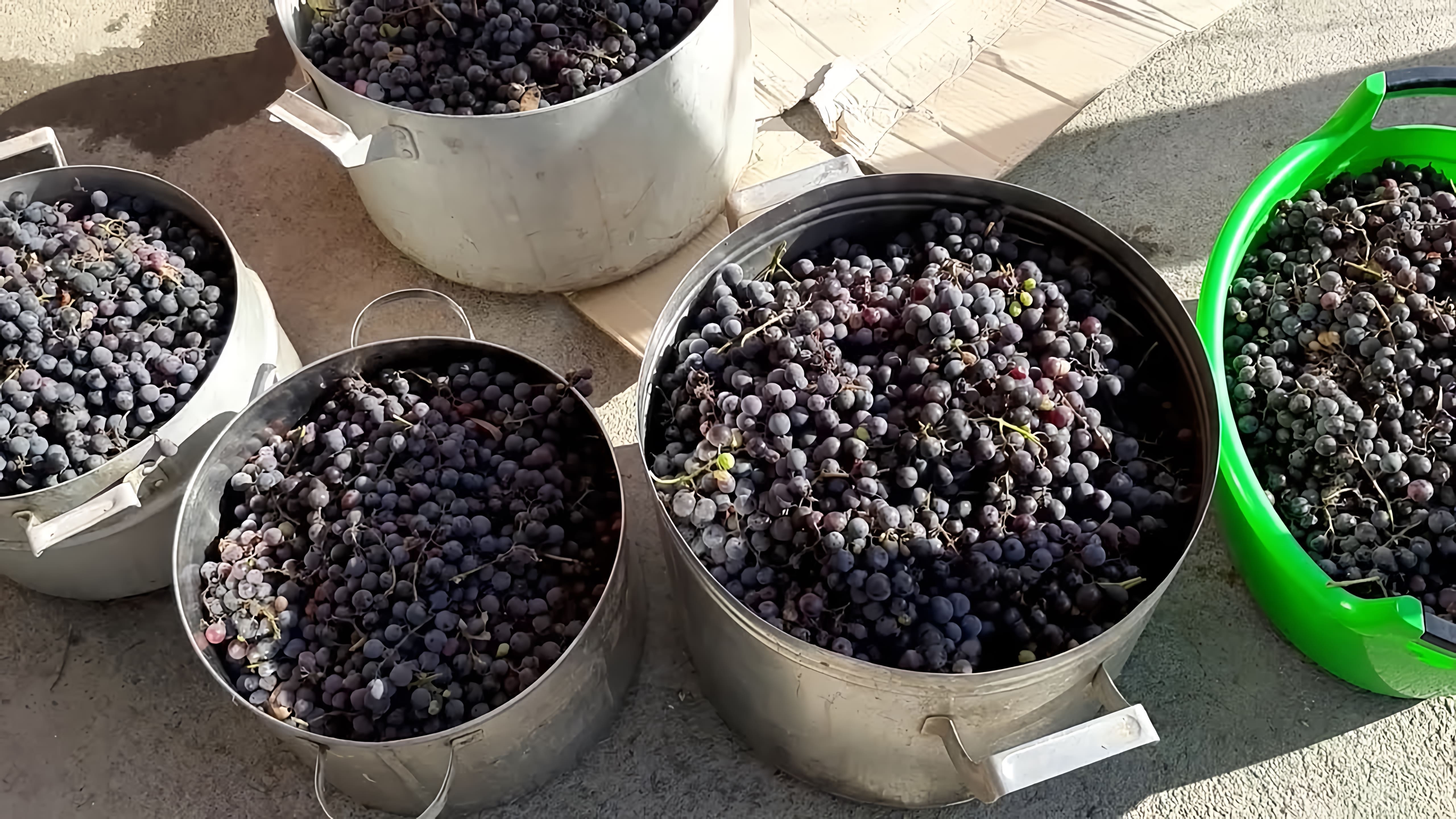 В данном видео демонстрируется процесс приготовления домашнего вина из винограда сорта Изабелла