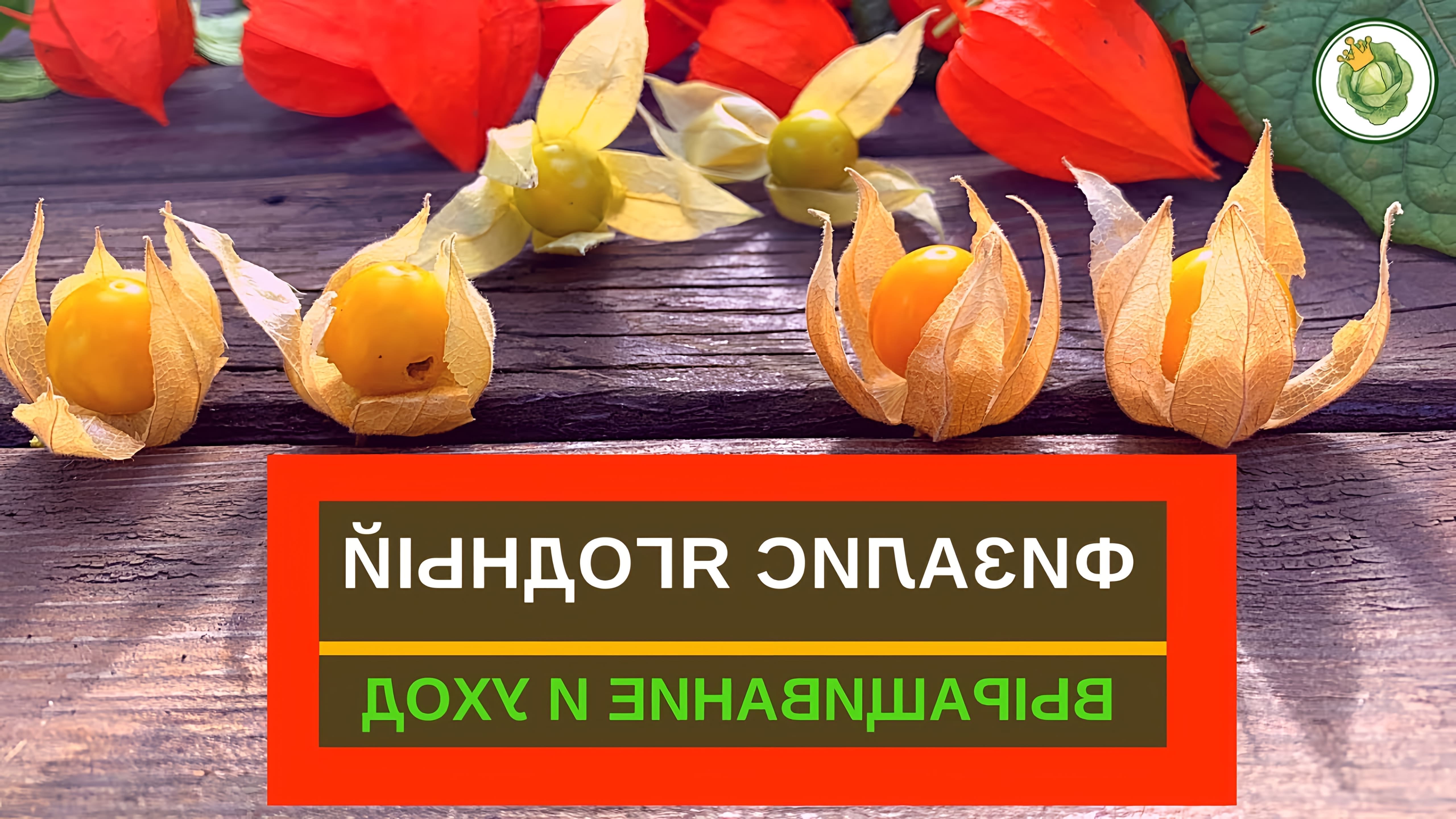 В этом видео королева капусты показывает физалис ягодный, который является съедобной разновидностью физалиса