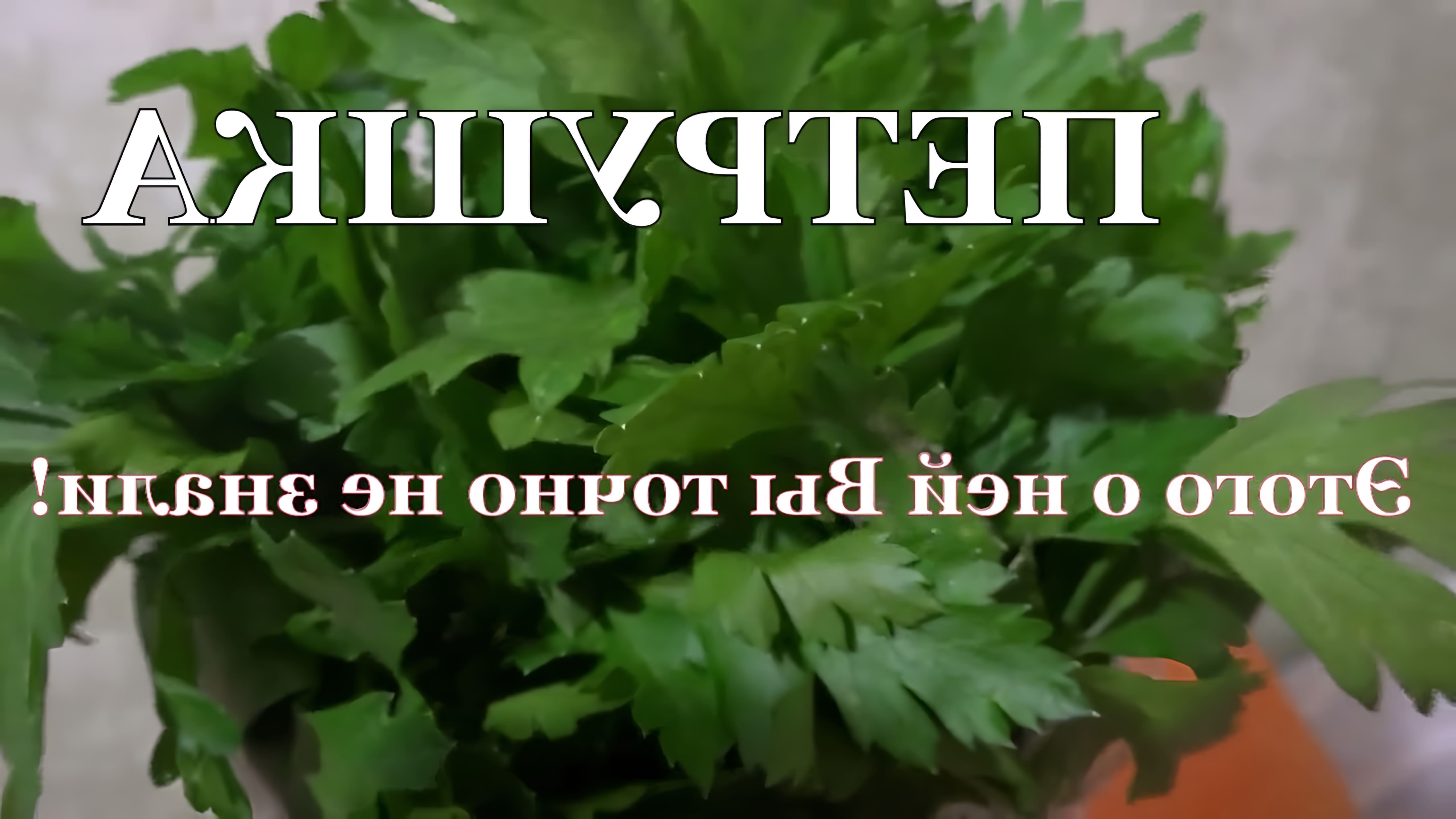 Петрушка - это растение, которое содержит множество полезных витаминов и минеральных веществ