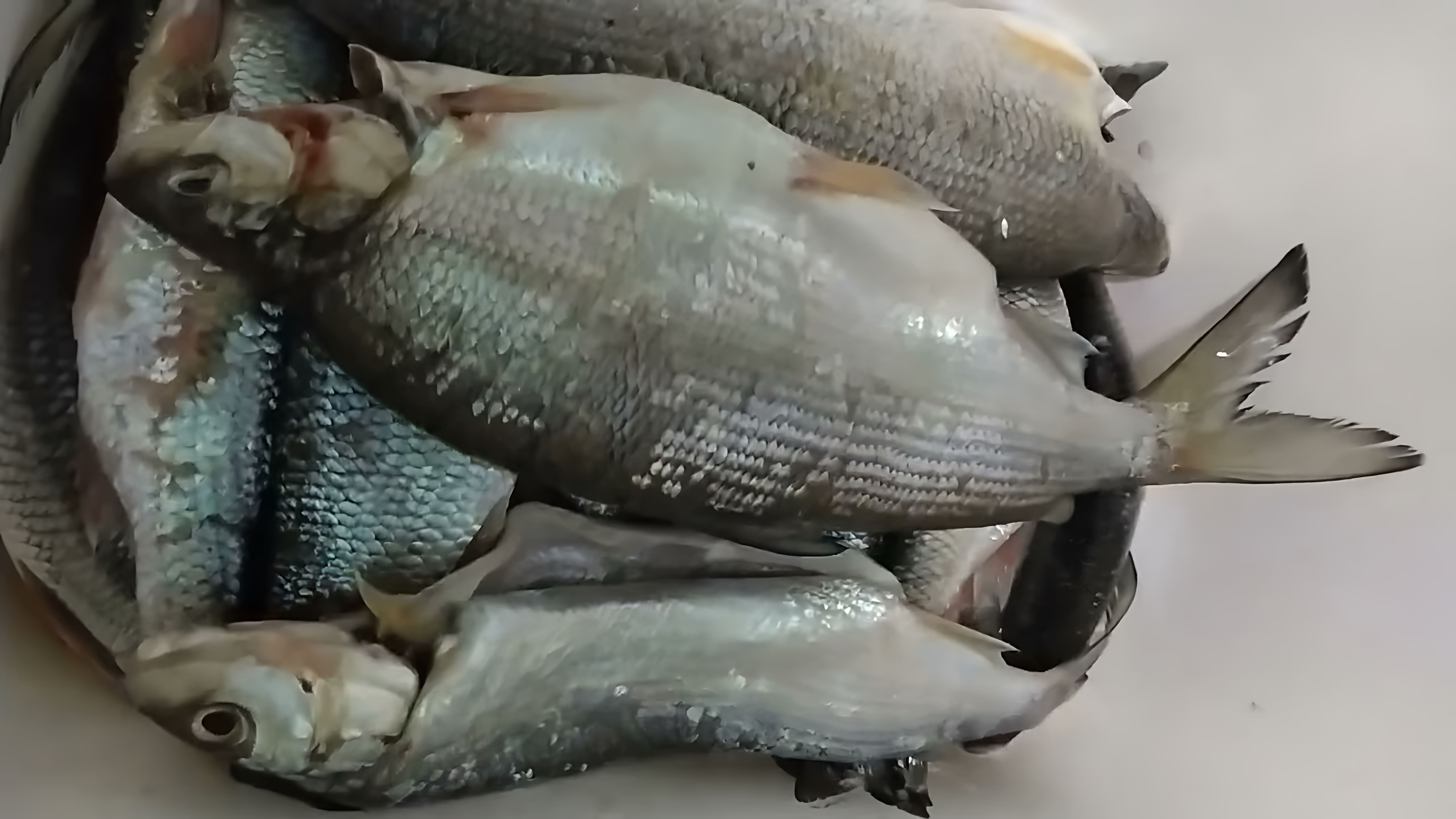 Плотва рыба вяленая. Сухой посол рыбы. Засолка чебака. Сорога рыба. Чебак сухого посола.