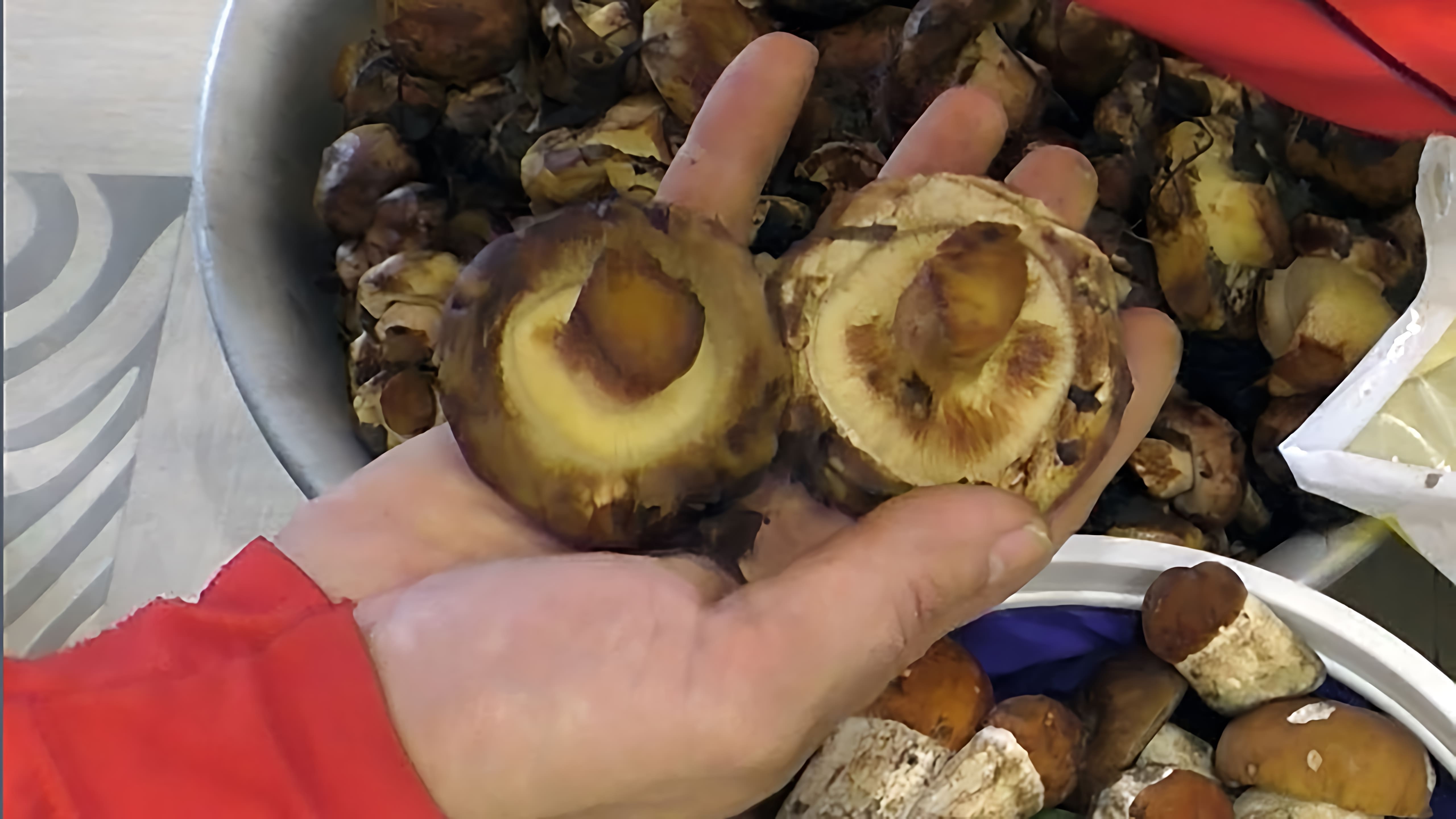 В данном видео автор рассказывает о своем опыте сбора грибов в лесу
