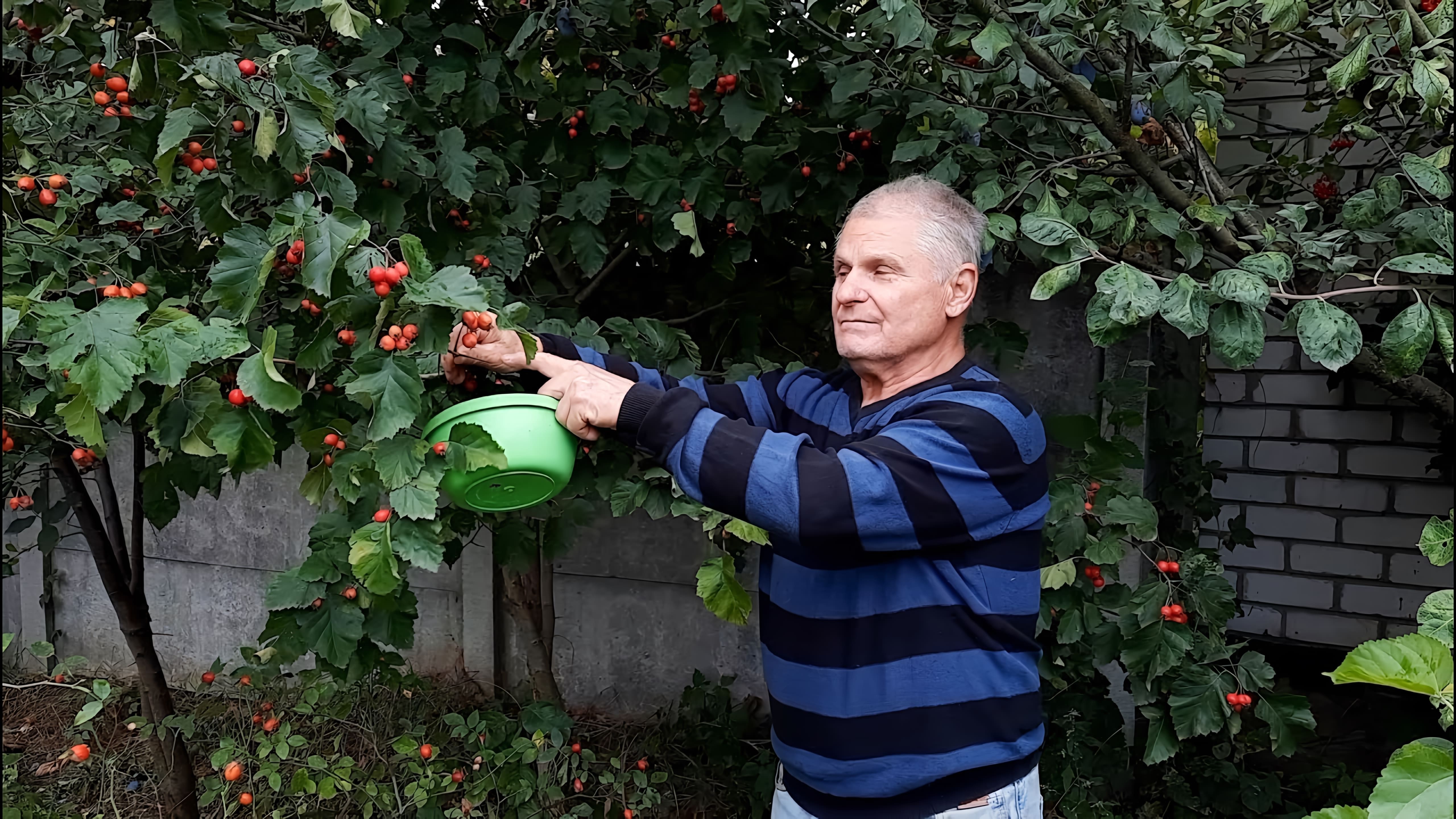 В этом видео рассказывается о сборе ягод боярышника