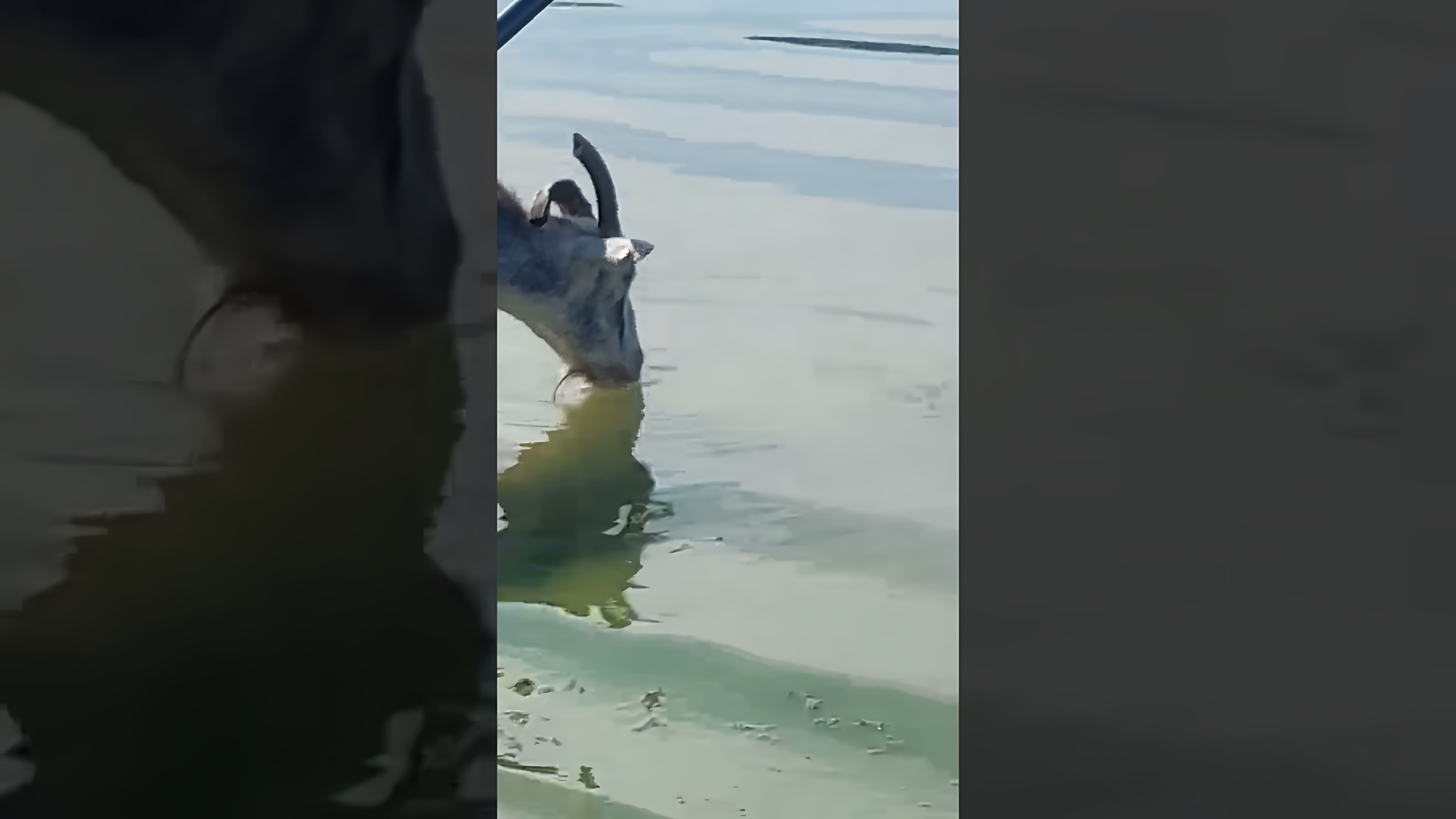 На видео-ролике рыбалка на реке происходит неожиданное событие: большой сом пытается утащить козу в воду, но увидев меня, отступает