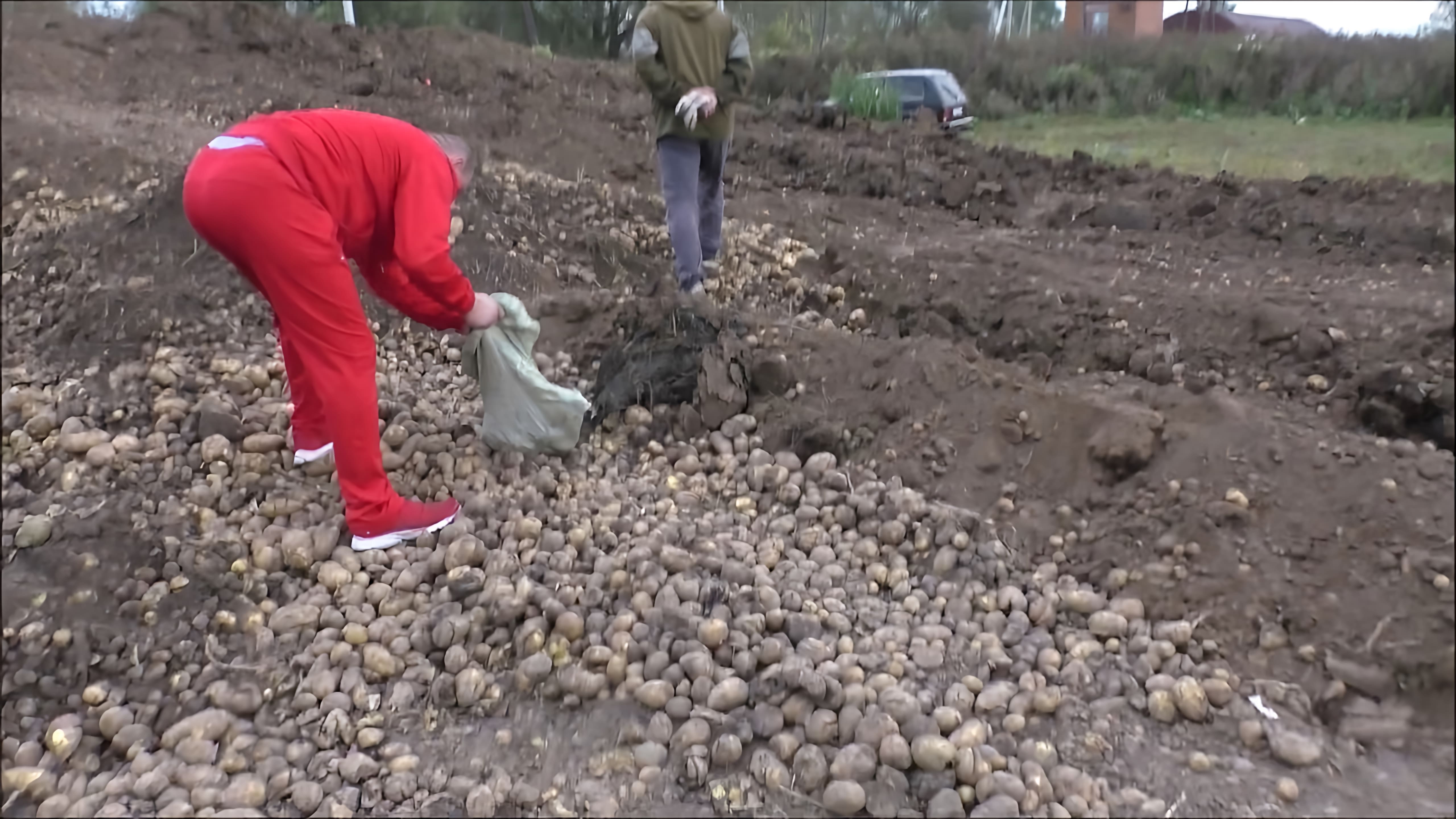 В данном видео демонстрируется процесс изготовления самогона из картошки