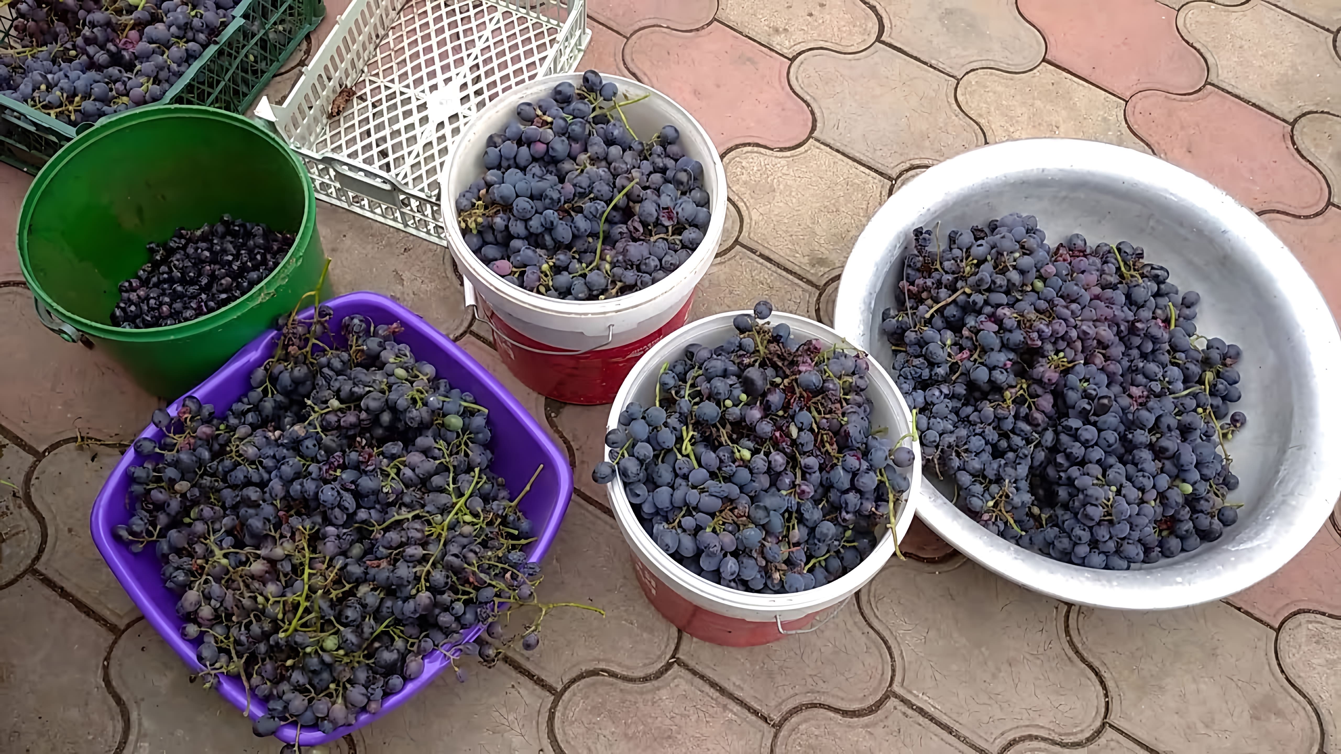 В данном видео демонстрируется процесс приготовления домашнего вина из винограда сорта Молдова