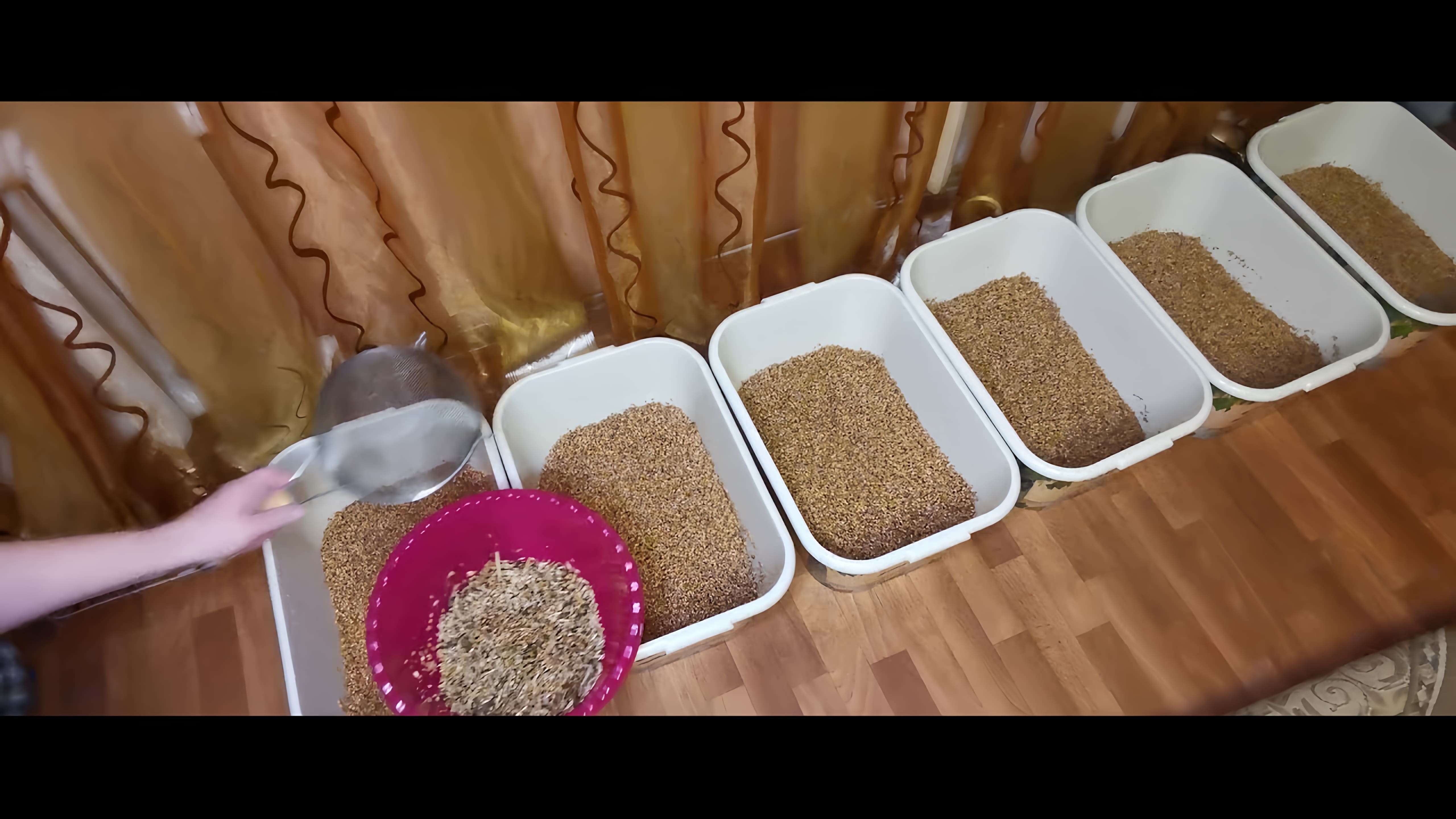 В данном видео демонстрируется рецепт приготовления браги на пшенице