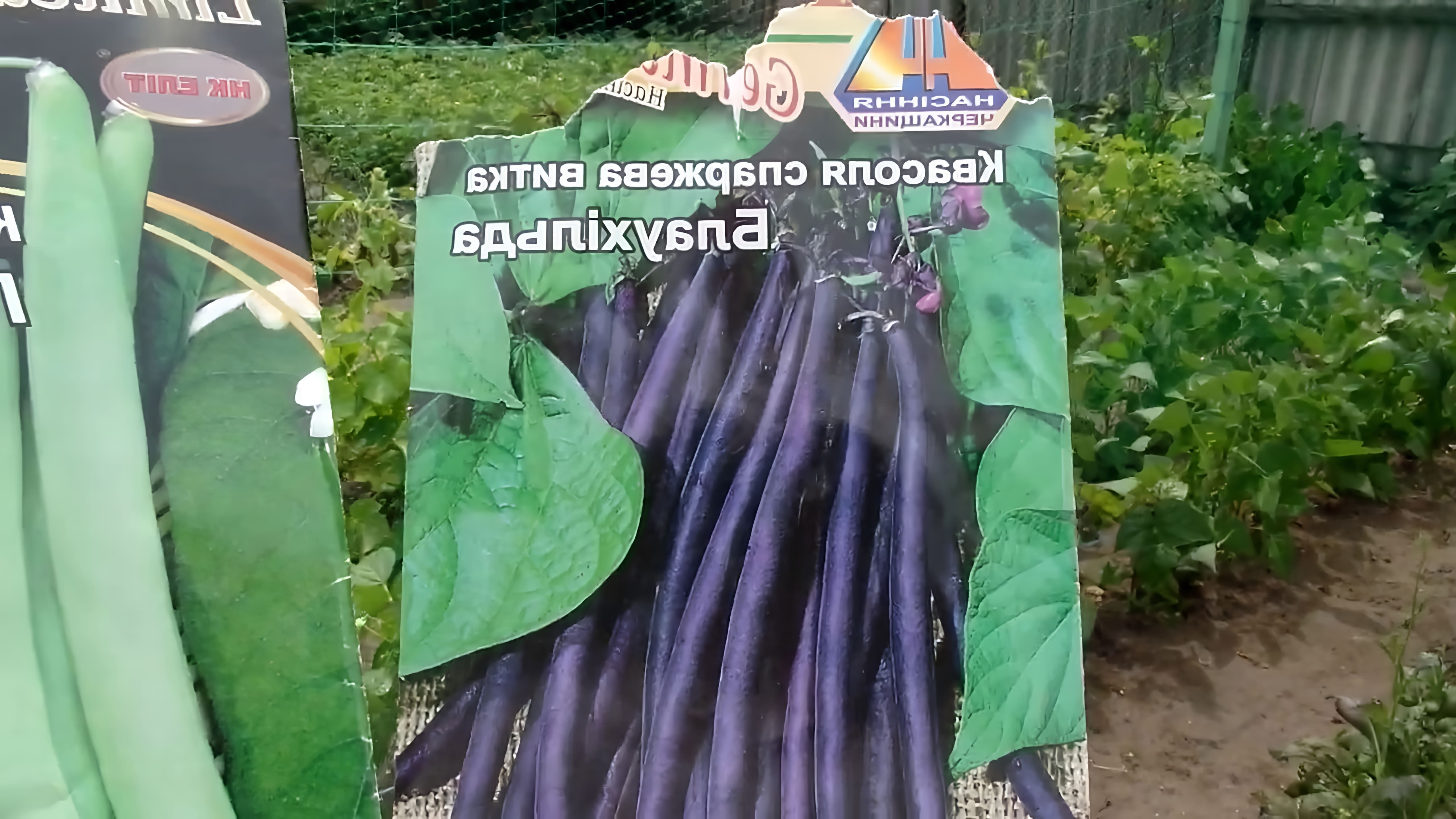 Фасоль можно сажать только если возвратные заморозки не предвидятся