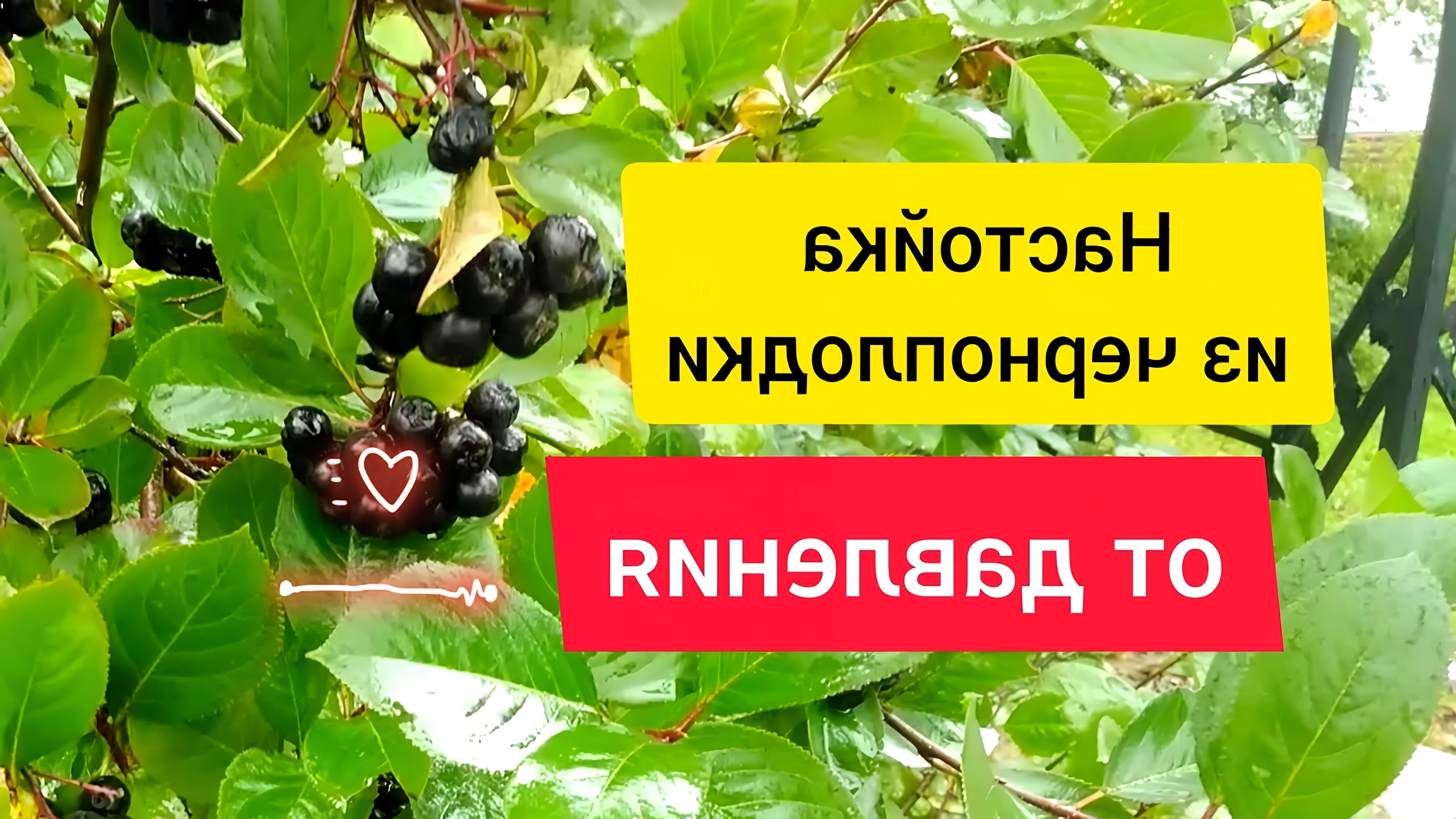 В этом видео рассказывается о рецепте приготовления настойки из черноплодной рябины, которая может помочь при повышенном давлении