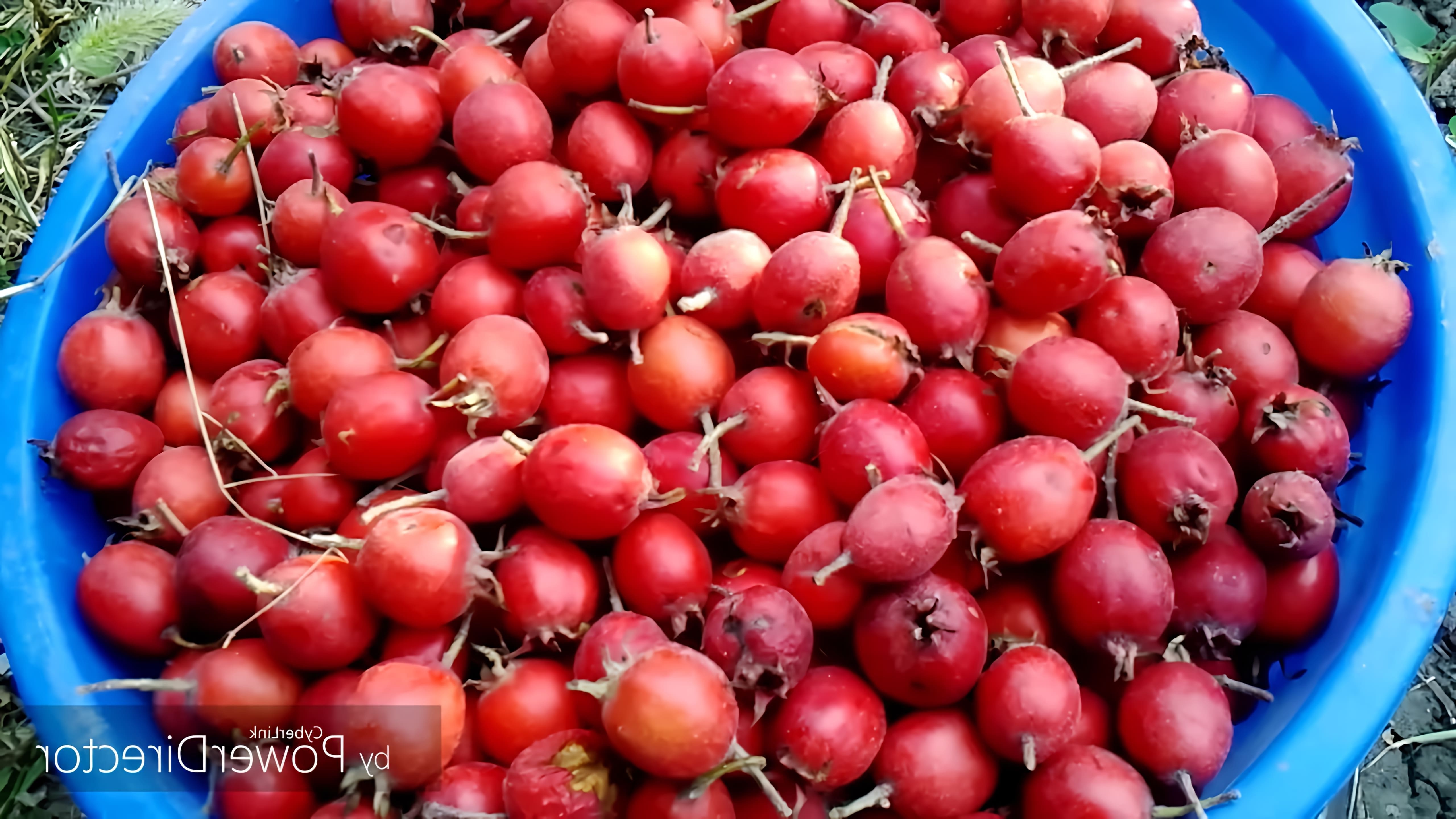 Большой #урожай_боярышника, как собирать #боярышник, шипы, переработка и заготовка ягод боярышника, варенье, ... 