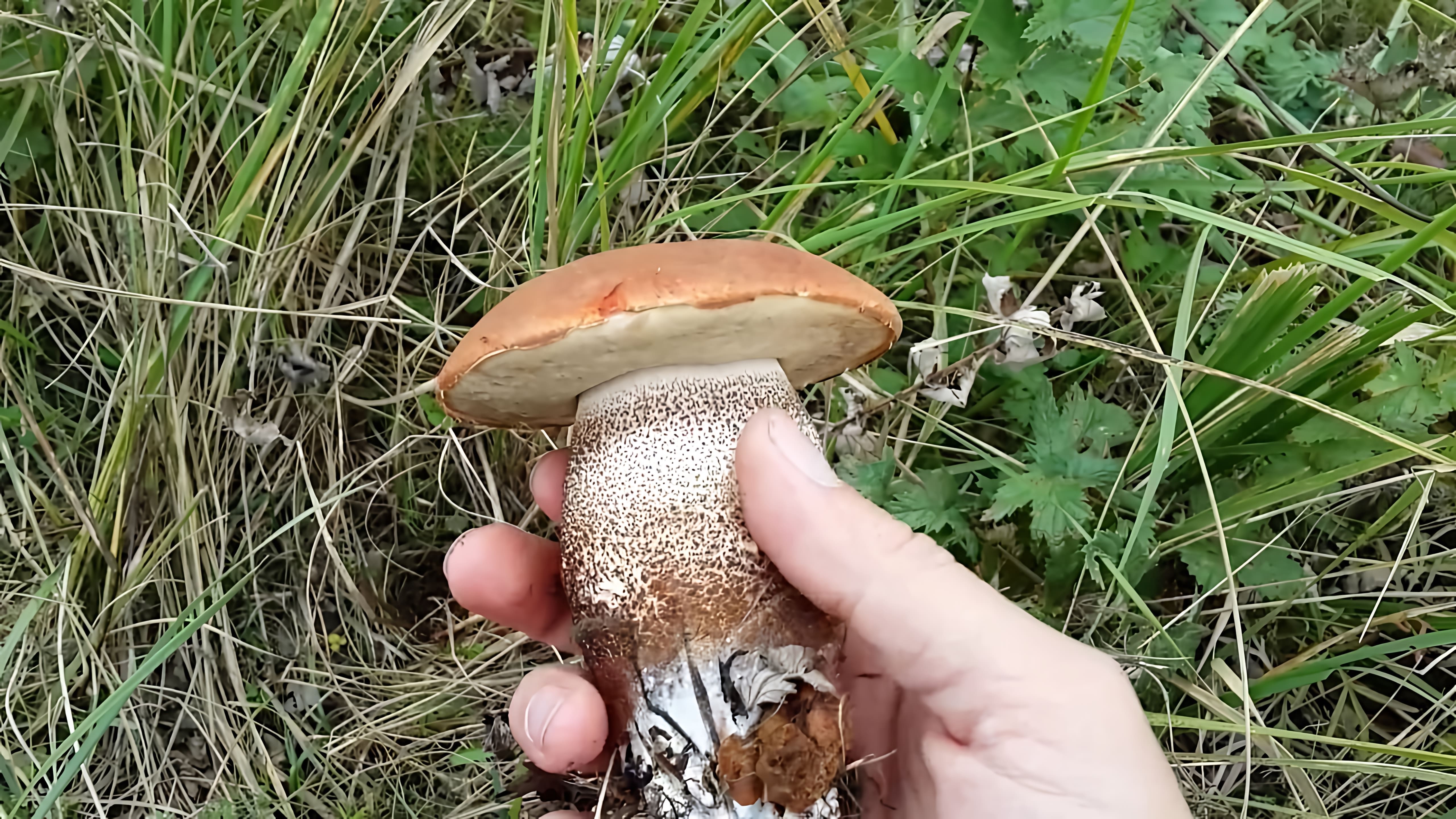 Видео показывает большой гриб белый гриб (Leccinum aurantiacum), который человек нашел во время сбора грибов