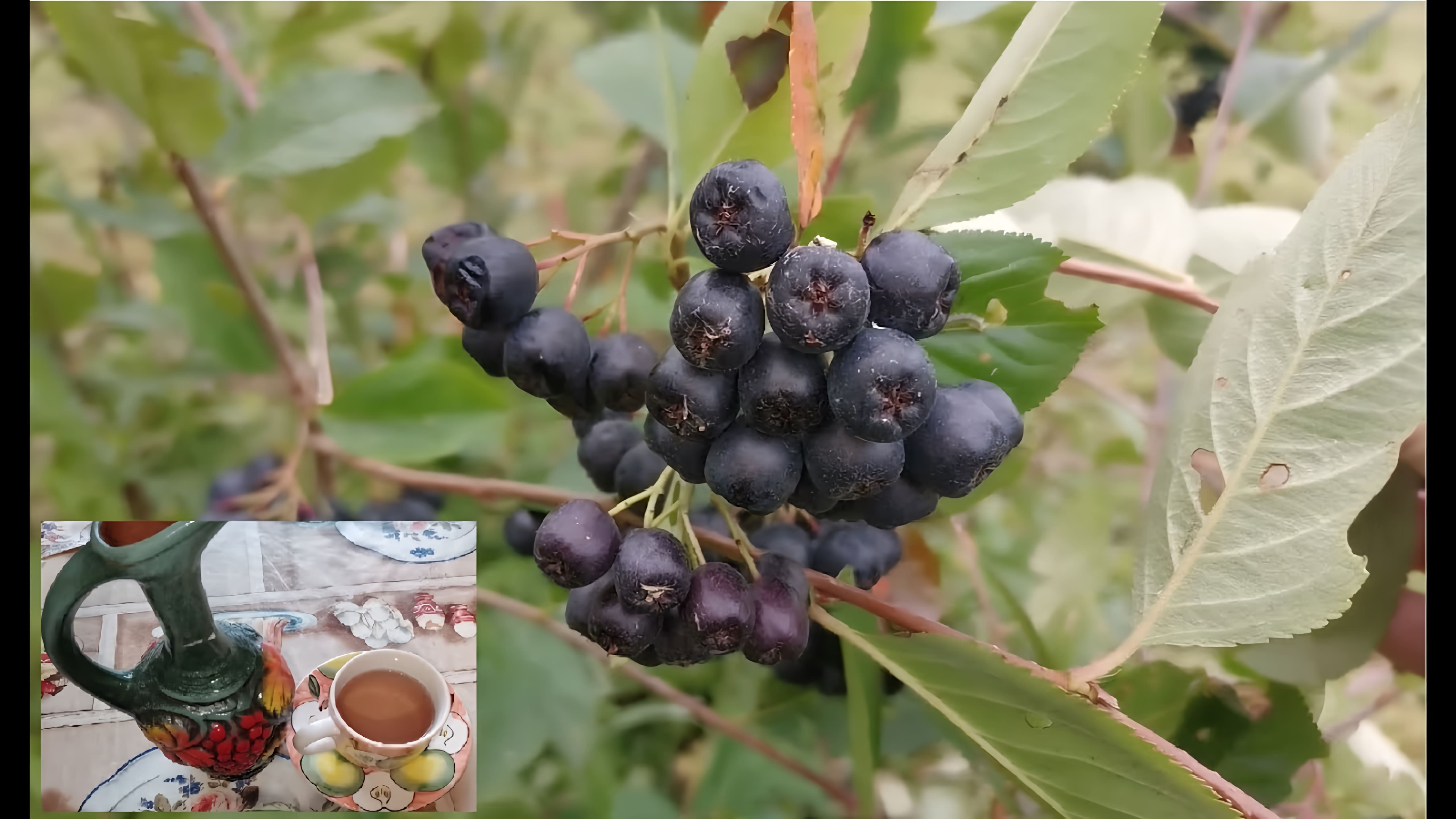 В этом видео рассказывается о том, как приготовить настойку из черноплодной рябины на водке