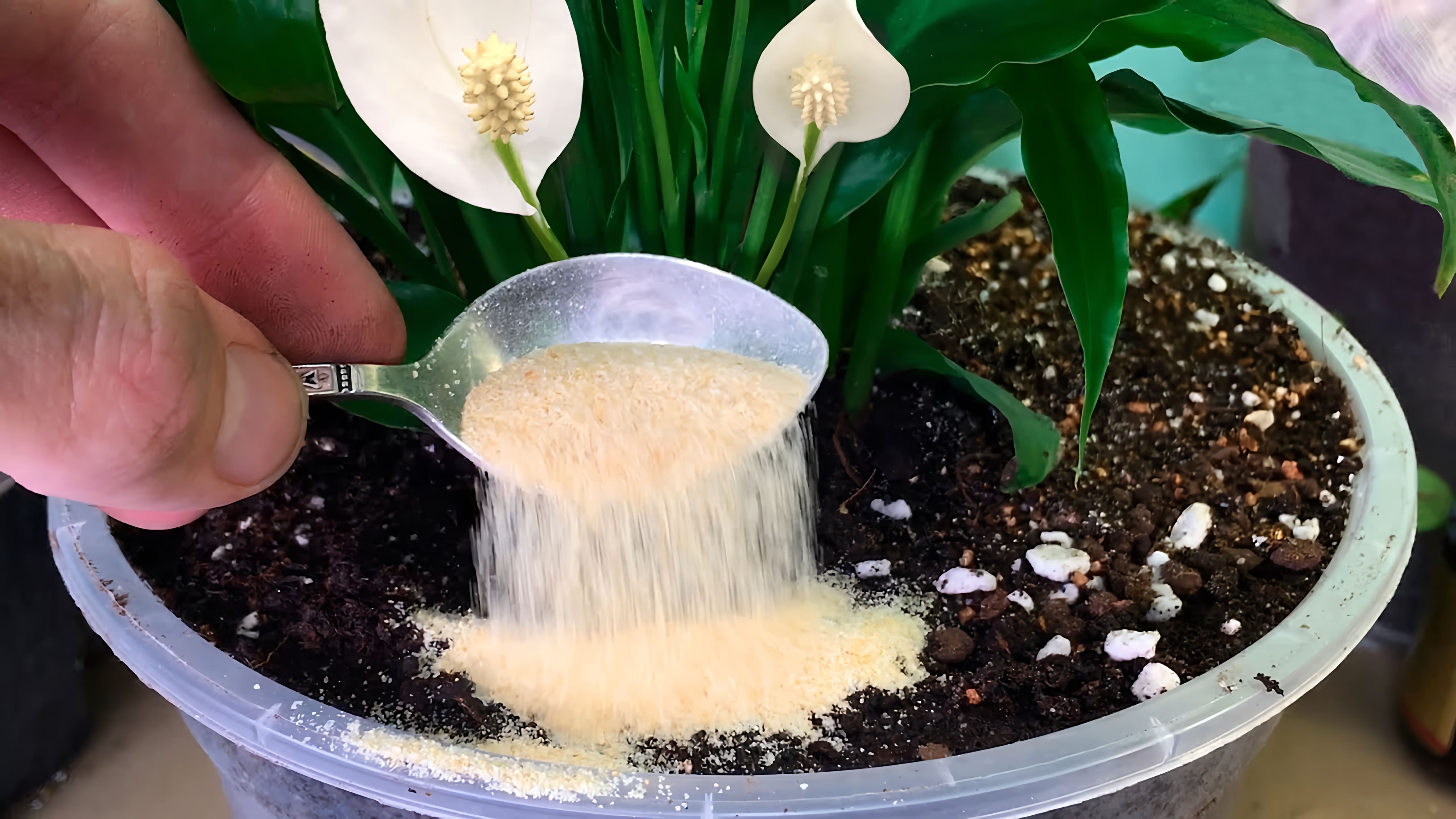В этом видео рассказывается о простом способе подкормки комнатных растений и цветов, который поможет повысить их иммунитет, запустить рост и пышное цветение, а также избавиться от мошек