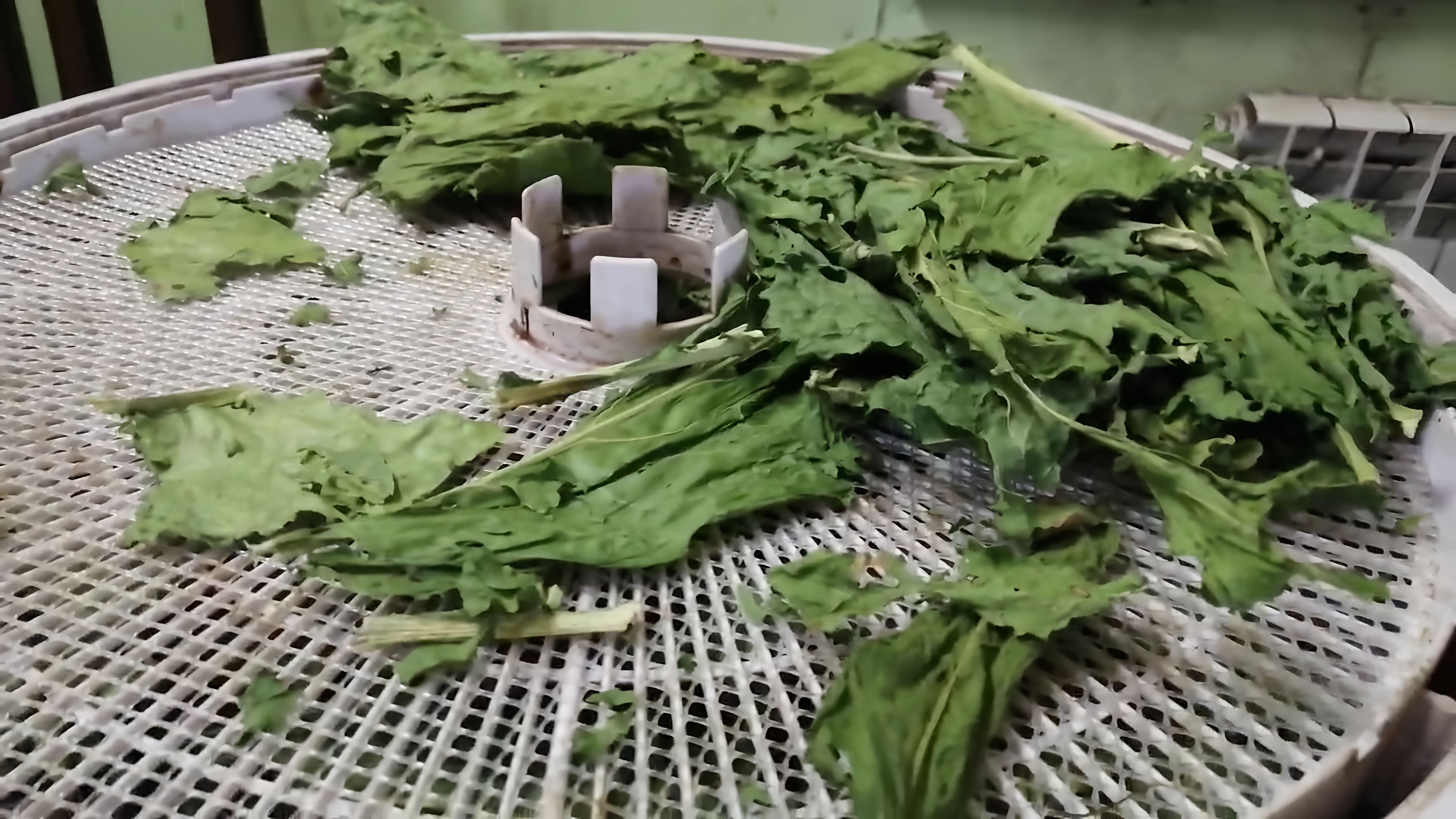 В этом видео демонстрируется процесс создания приправы из сушеных листьев хрена