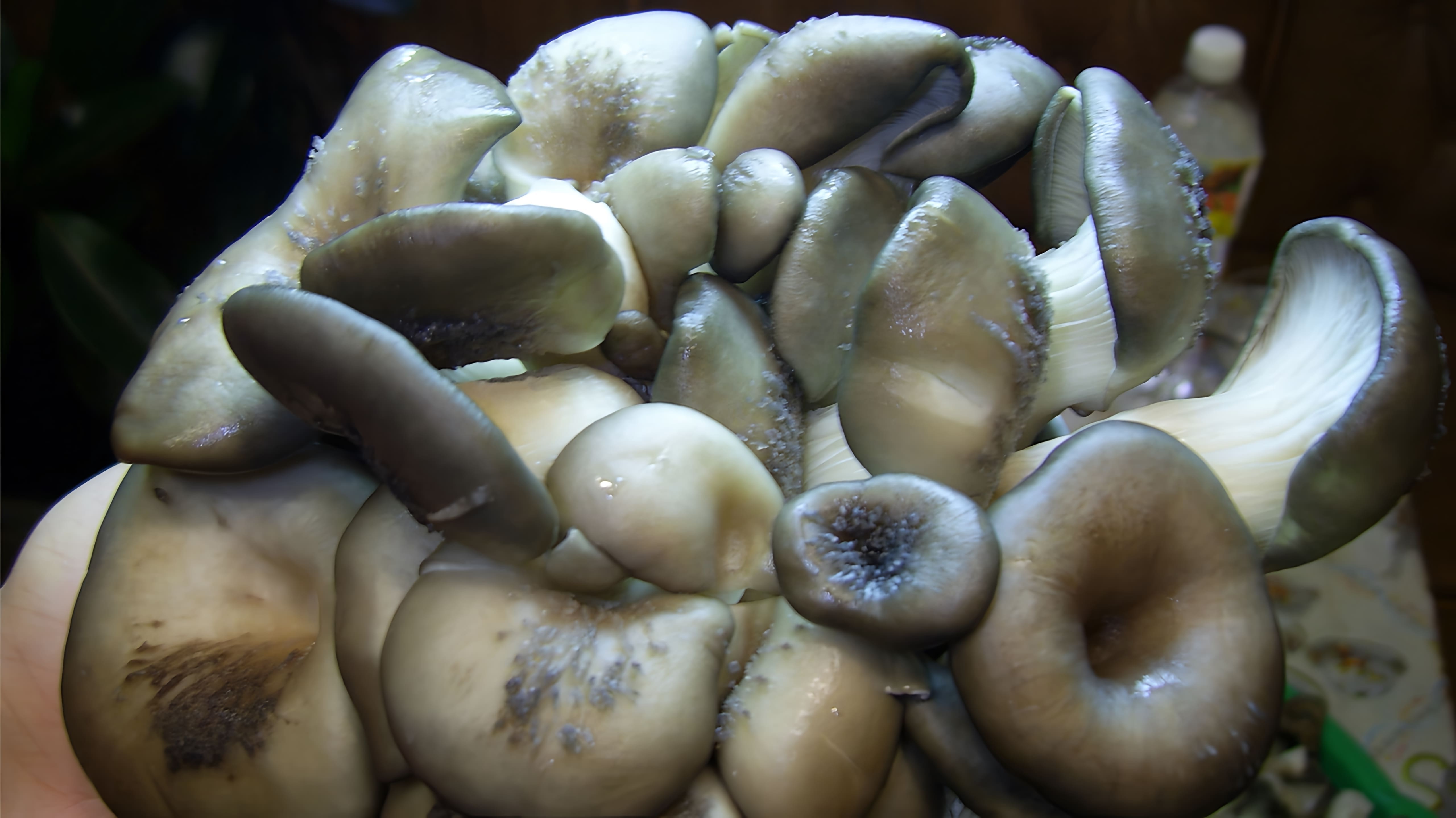 Маринованные грибы вешенки - это вкусное и полезное блюдо, которое можно приготовить в домашних условиях