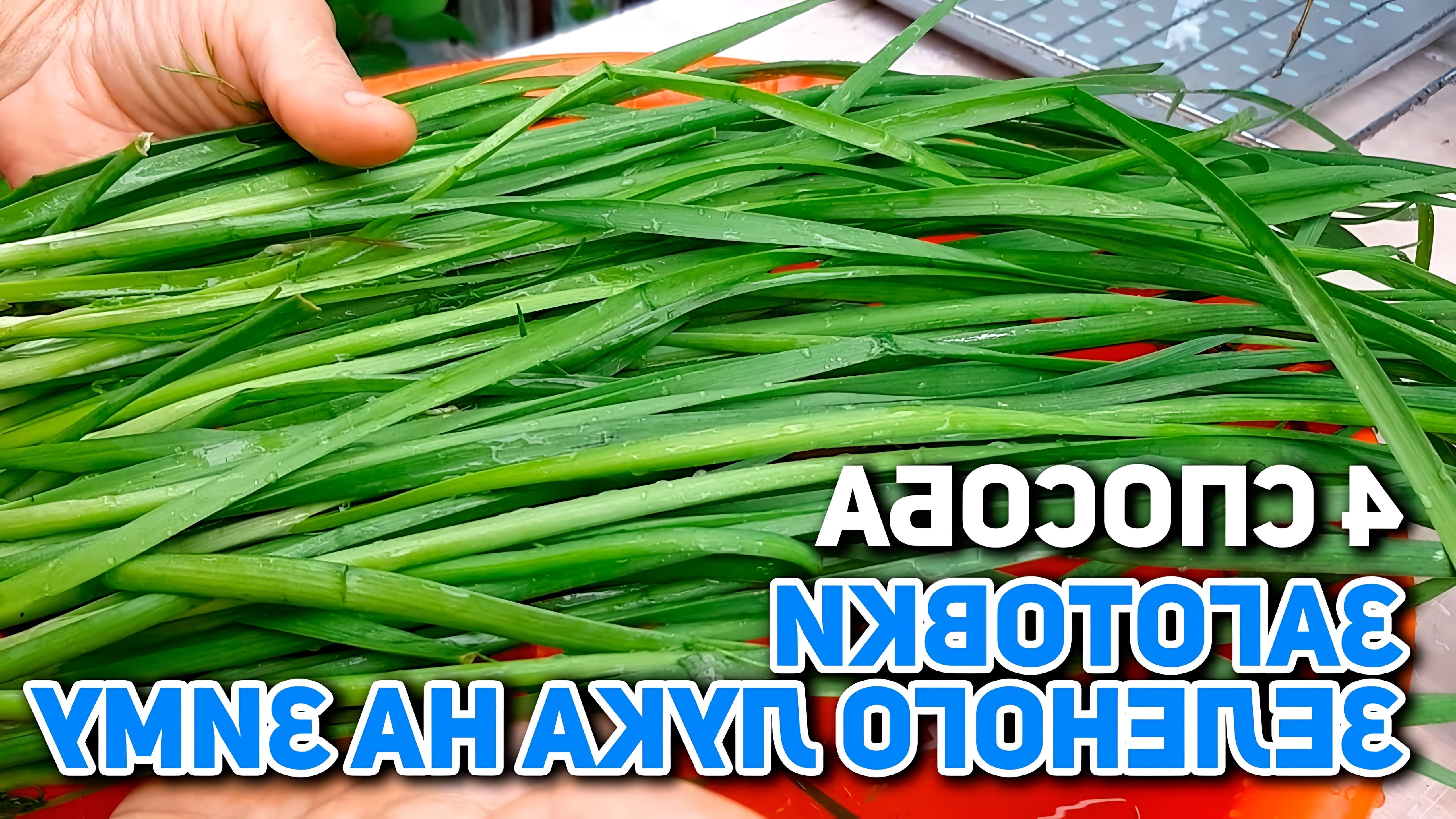 В этом видео-ролике @obovsemsmarusya делится рецептами приготовления пасты соуса из остатков зелени, зеленых щей заморозки и лука зеленого заготовки на зиму