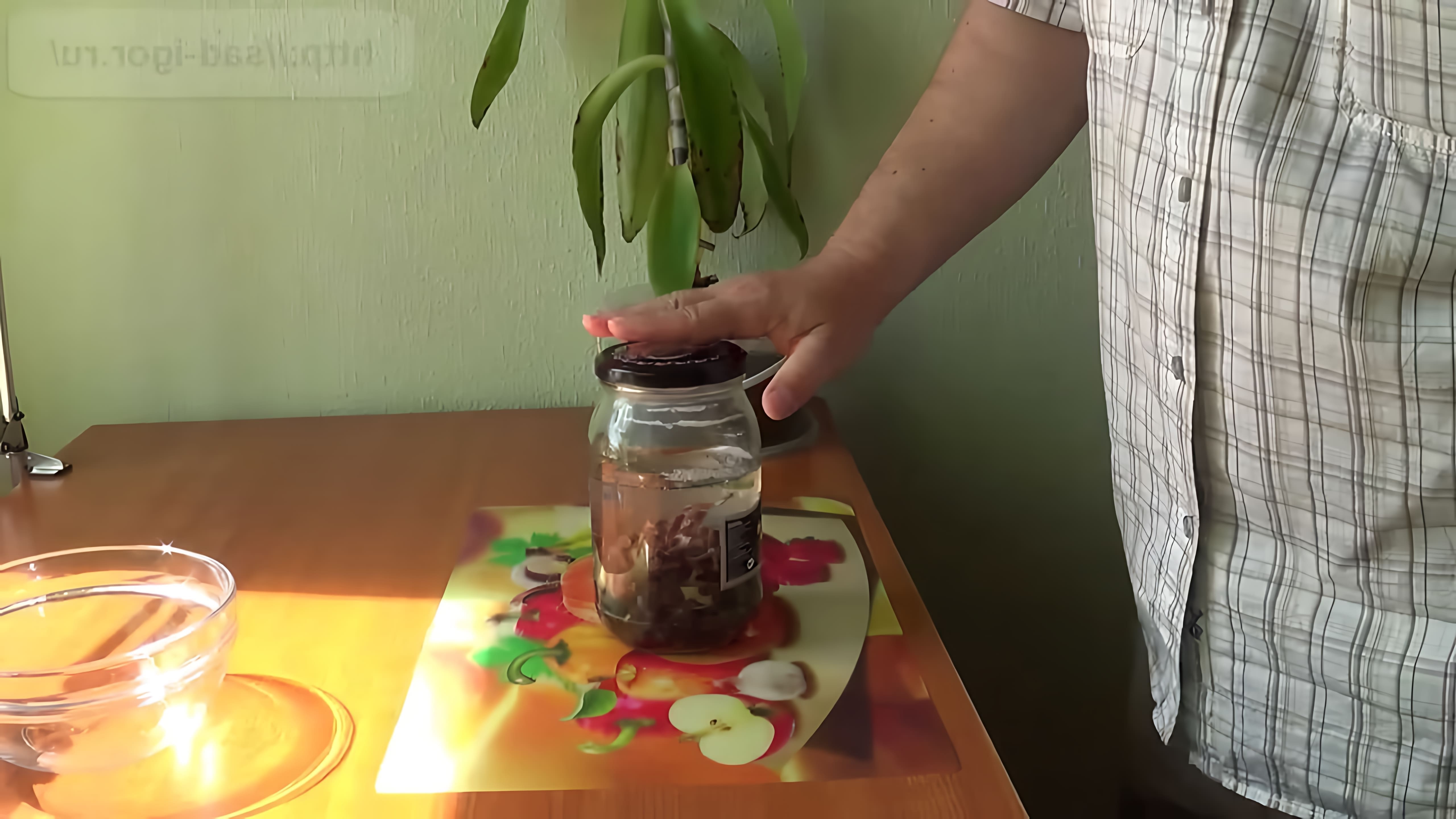 В данном видео садчиков Игорь показывает, как приготовить настойку из золотого уса