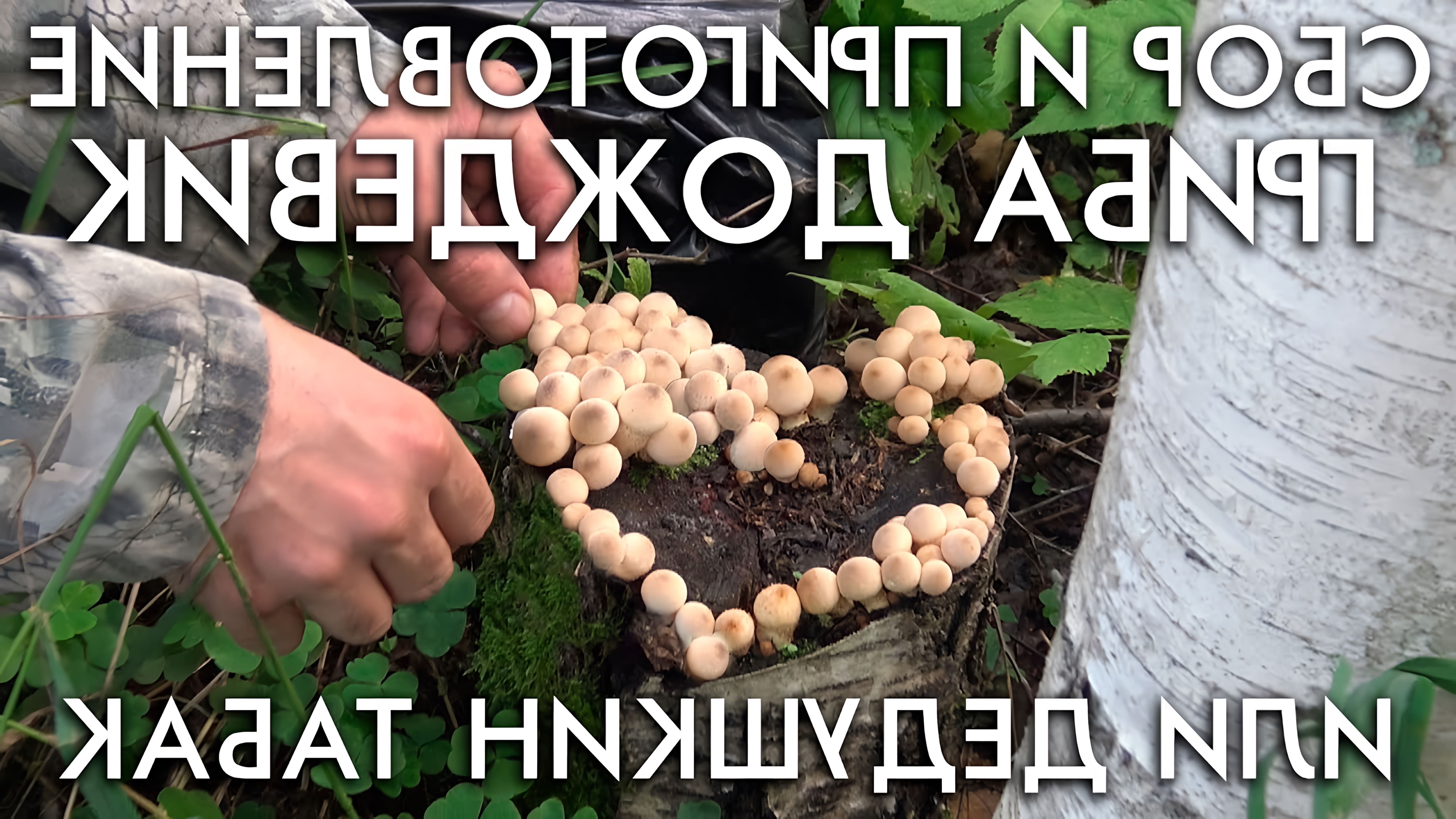 В этом видео демонстрируется процесс сбора и приготовления гриба дождевика, также известного как дедушкин табак