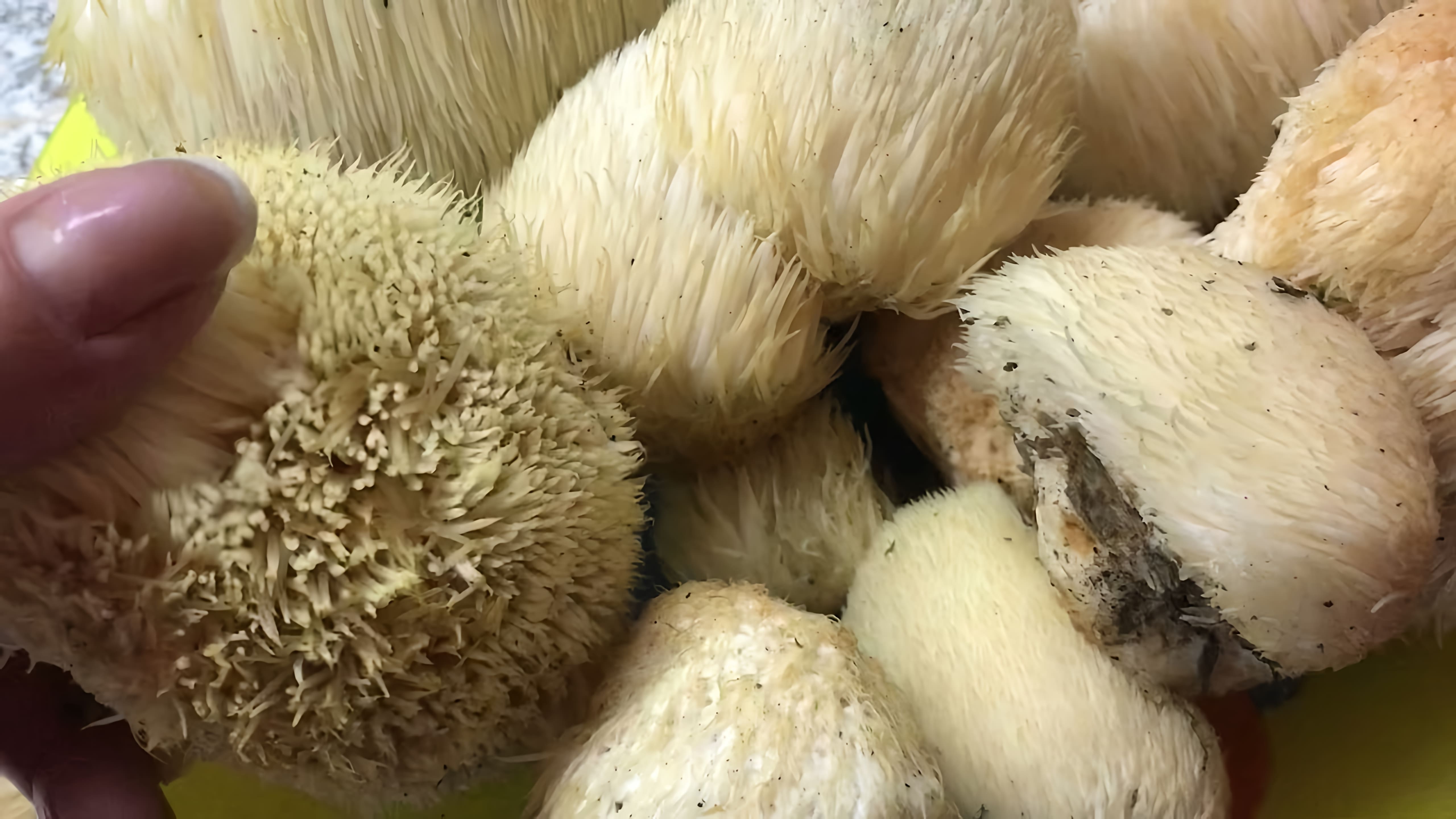 В этом видео демонстрируется процесс приготовления гриба Бородач или Ежевика гребенчатого