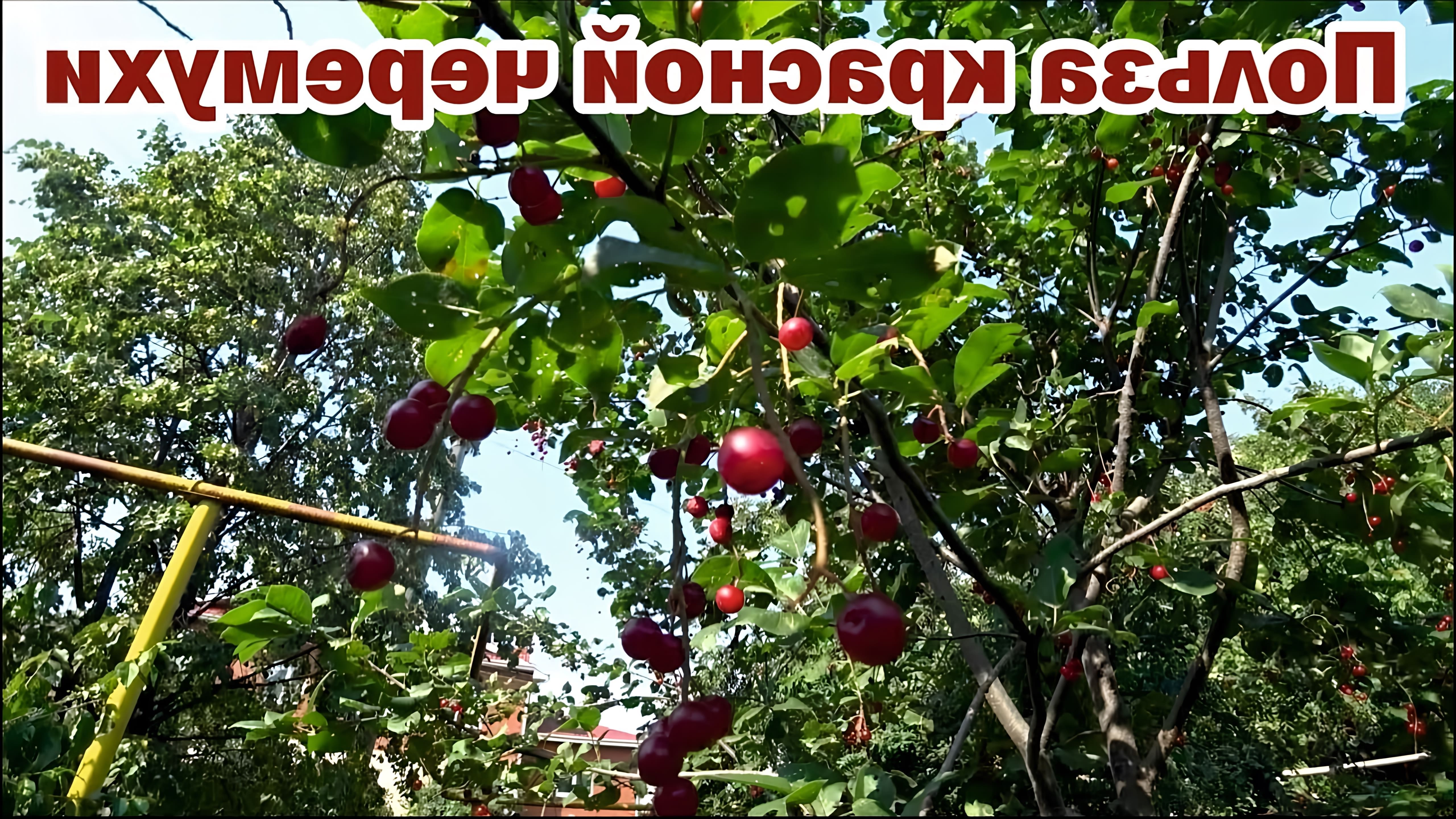 Красная черемуха - это дерево, которое широко используется в народной медицине для лечения различных заболеваний