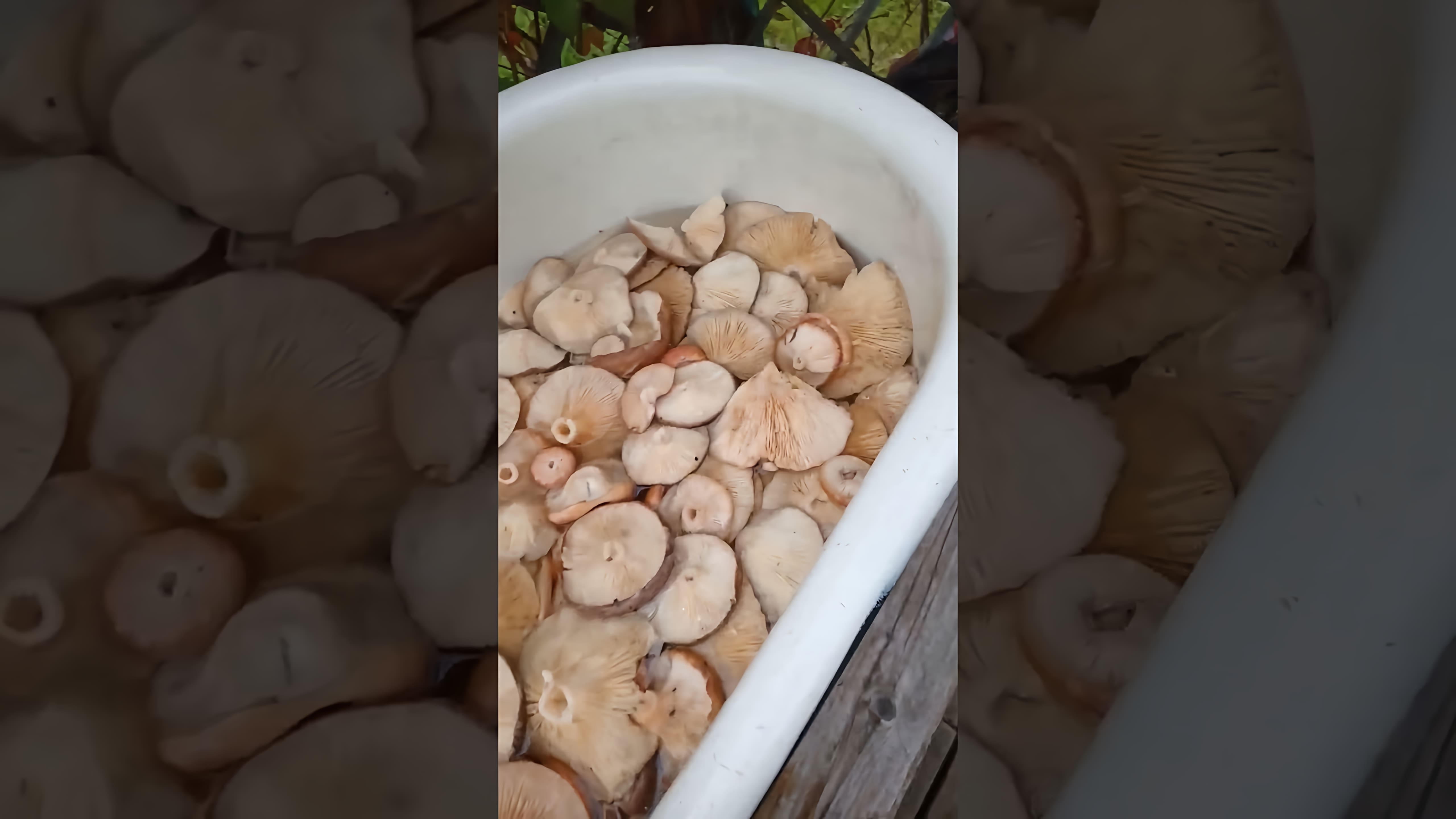 В этом видео демонстрируется процесс засолки грибов горячим способом