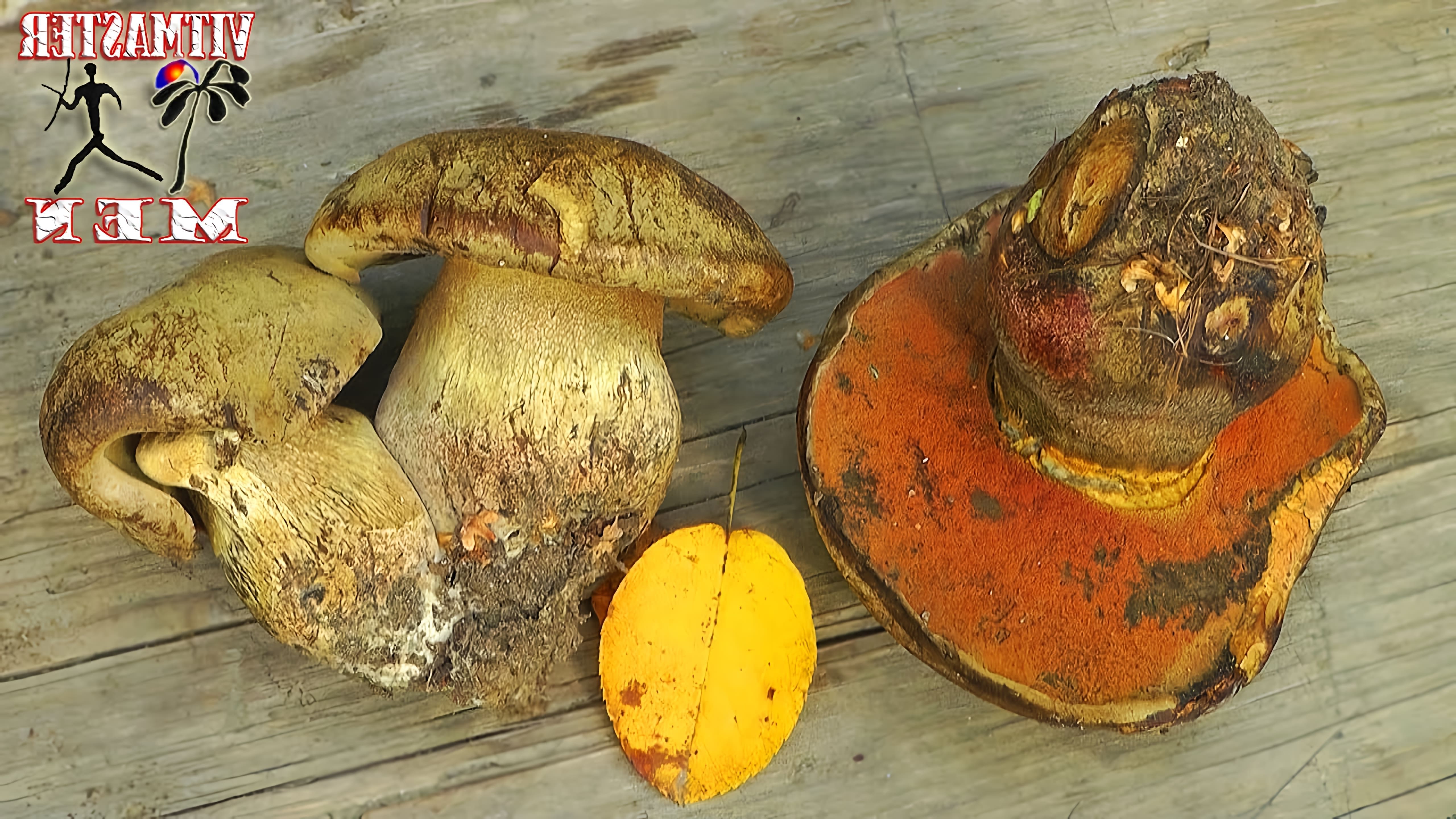 Сатанинский гриб - это название одного из видов грибов, который может быть опасным для здоровья человека