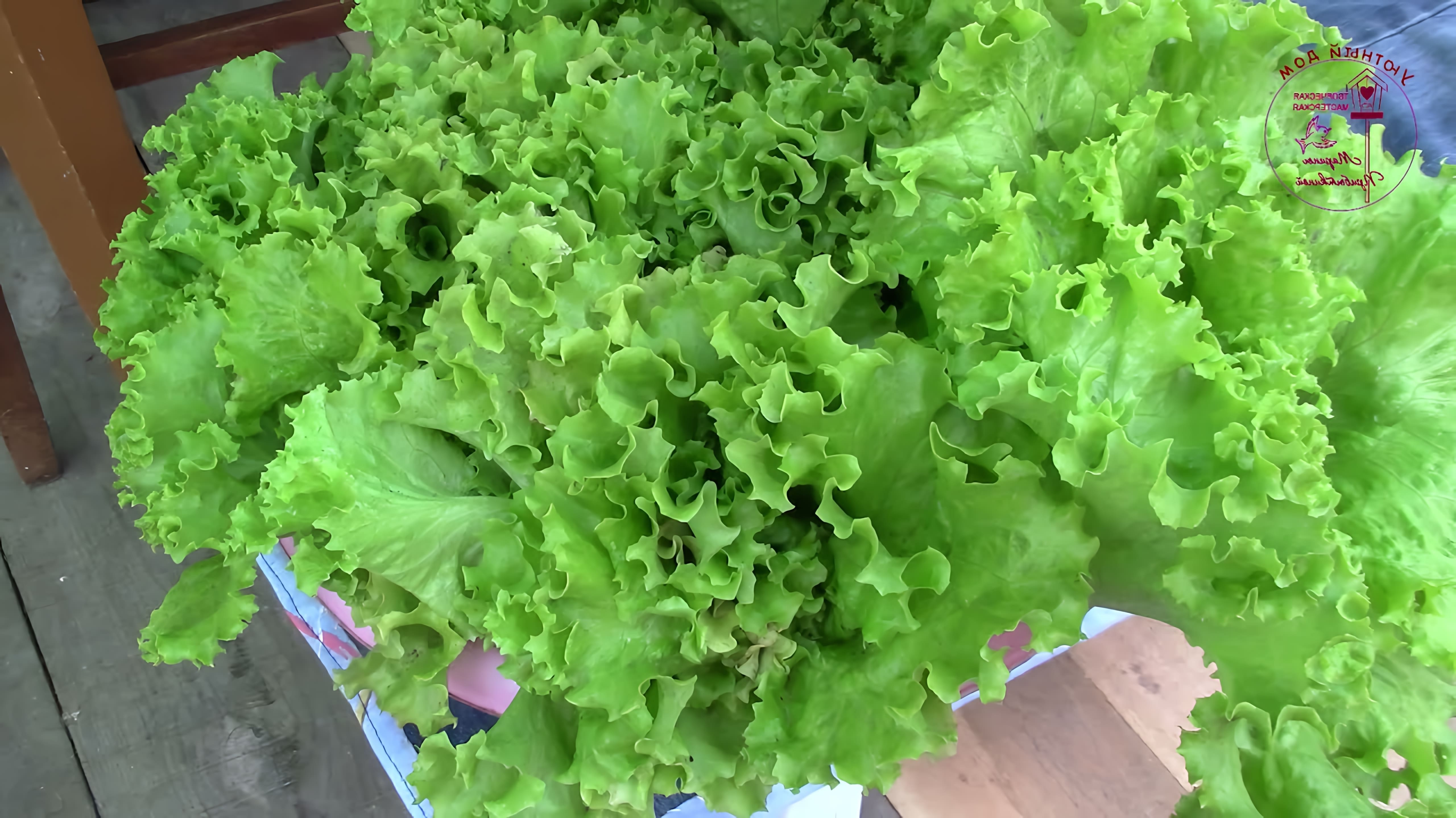 В этом видео рассказывается о том, как сохранить листовой салат на зиму