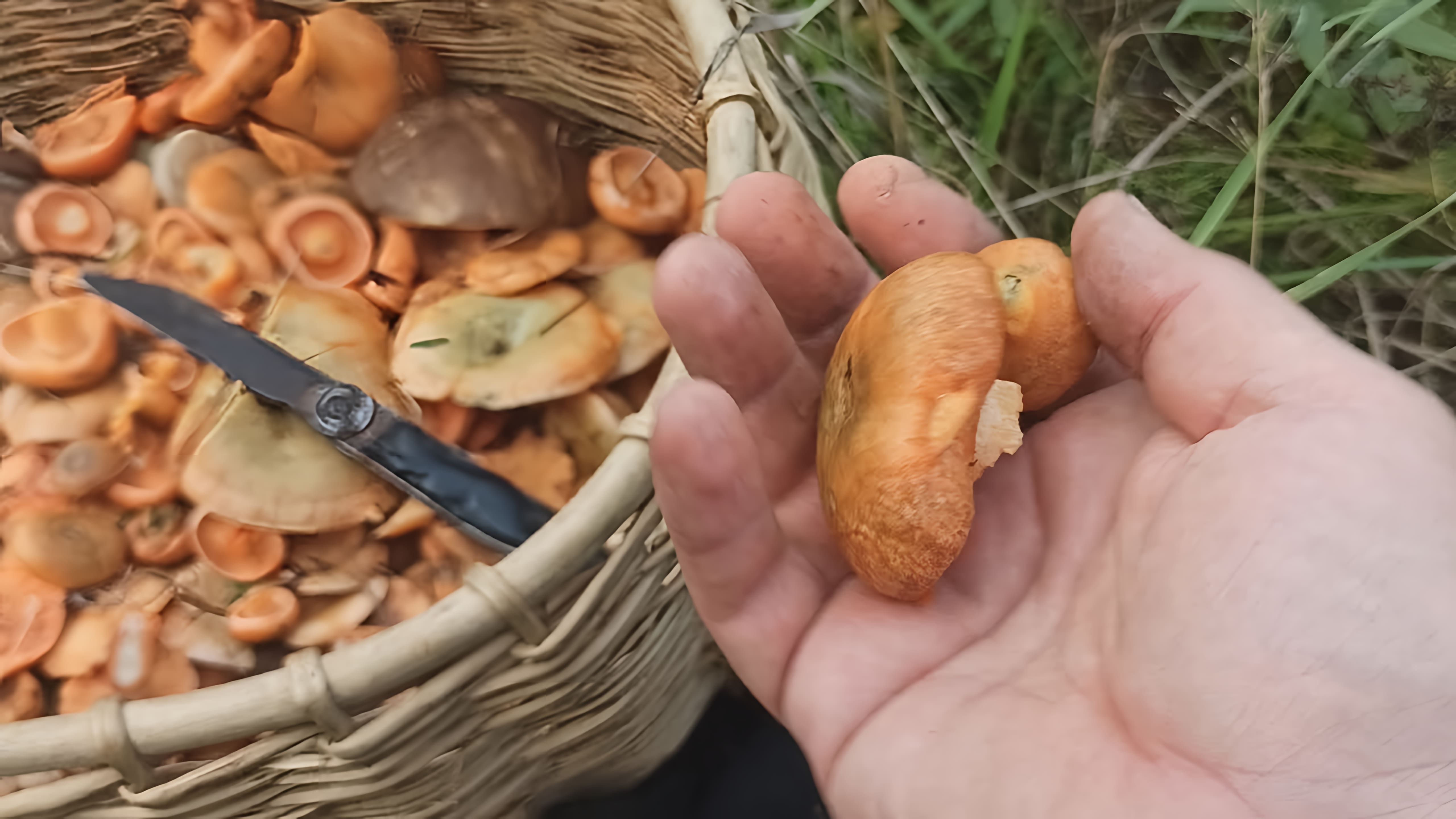 В этом видео рассказывается о сборе грибов рыжиков