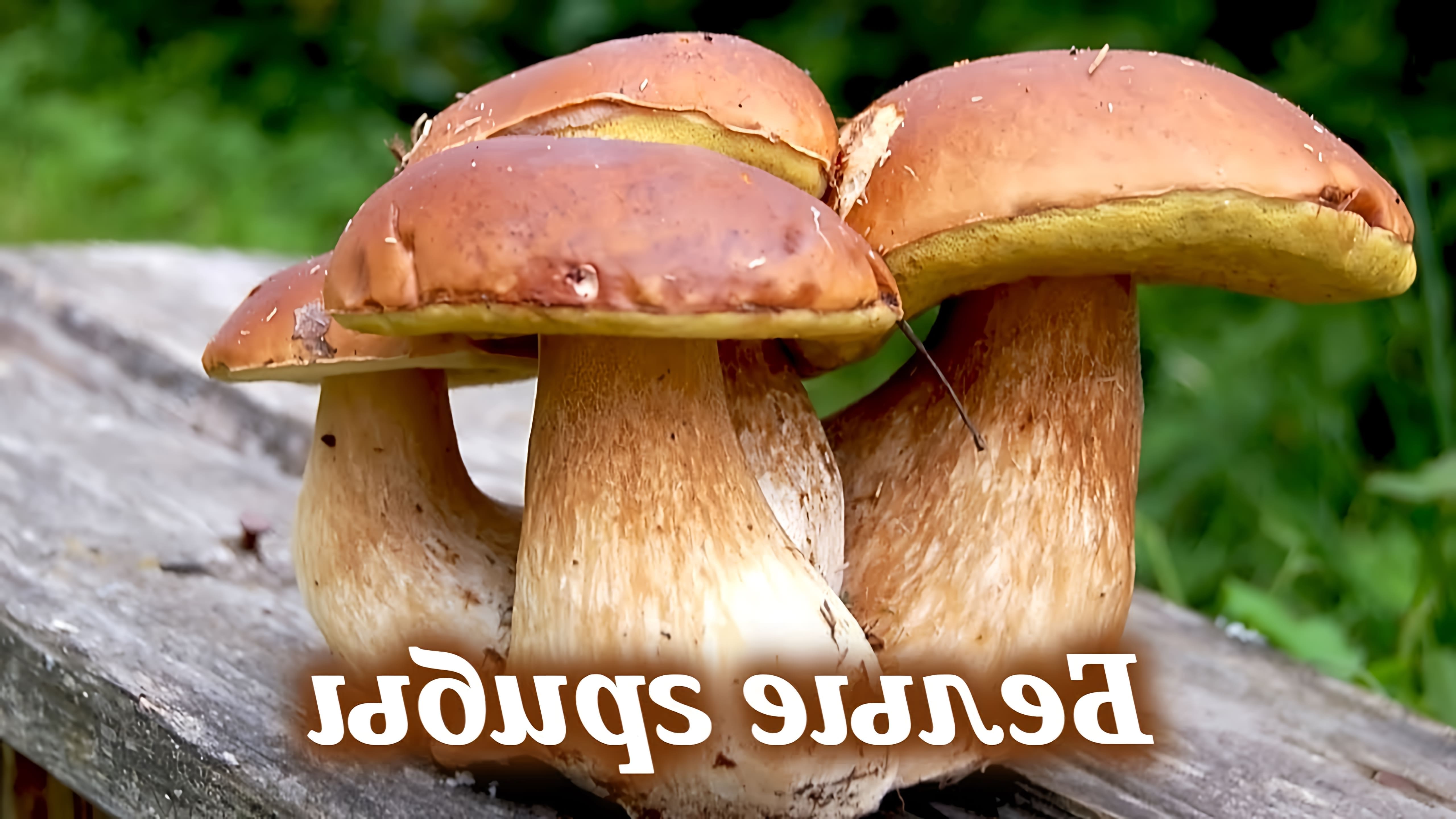 В этом видео рассказывается о том, как и где собирать белые грибы, а также приводится рецепт вкуснейшего блюда с белыми грибами