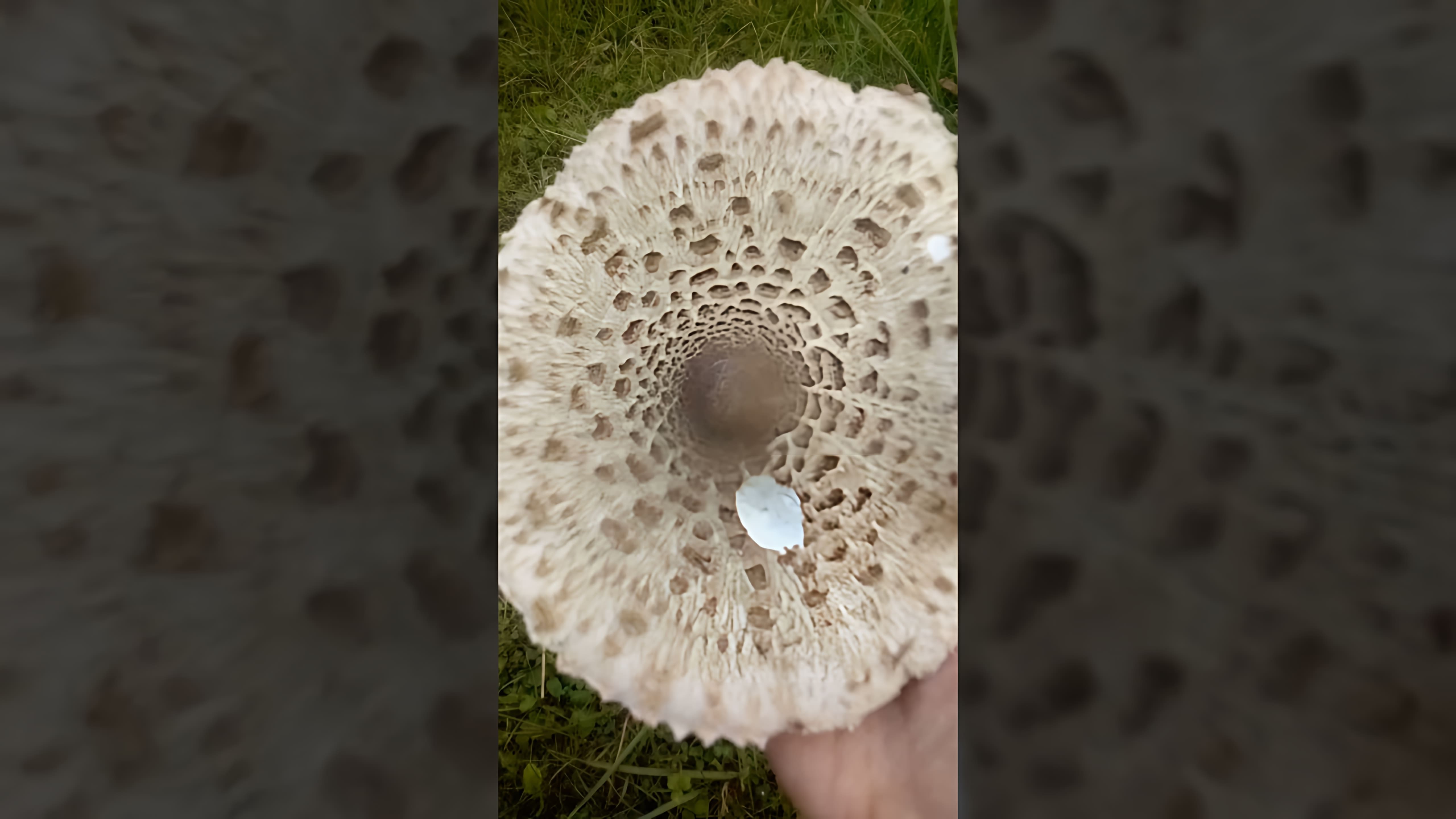 В этом видео рассказывается о грибе зонтике, который является съедобным и относится к семейству шампиньонов