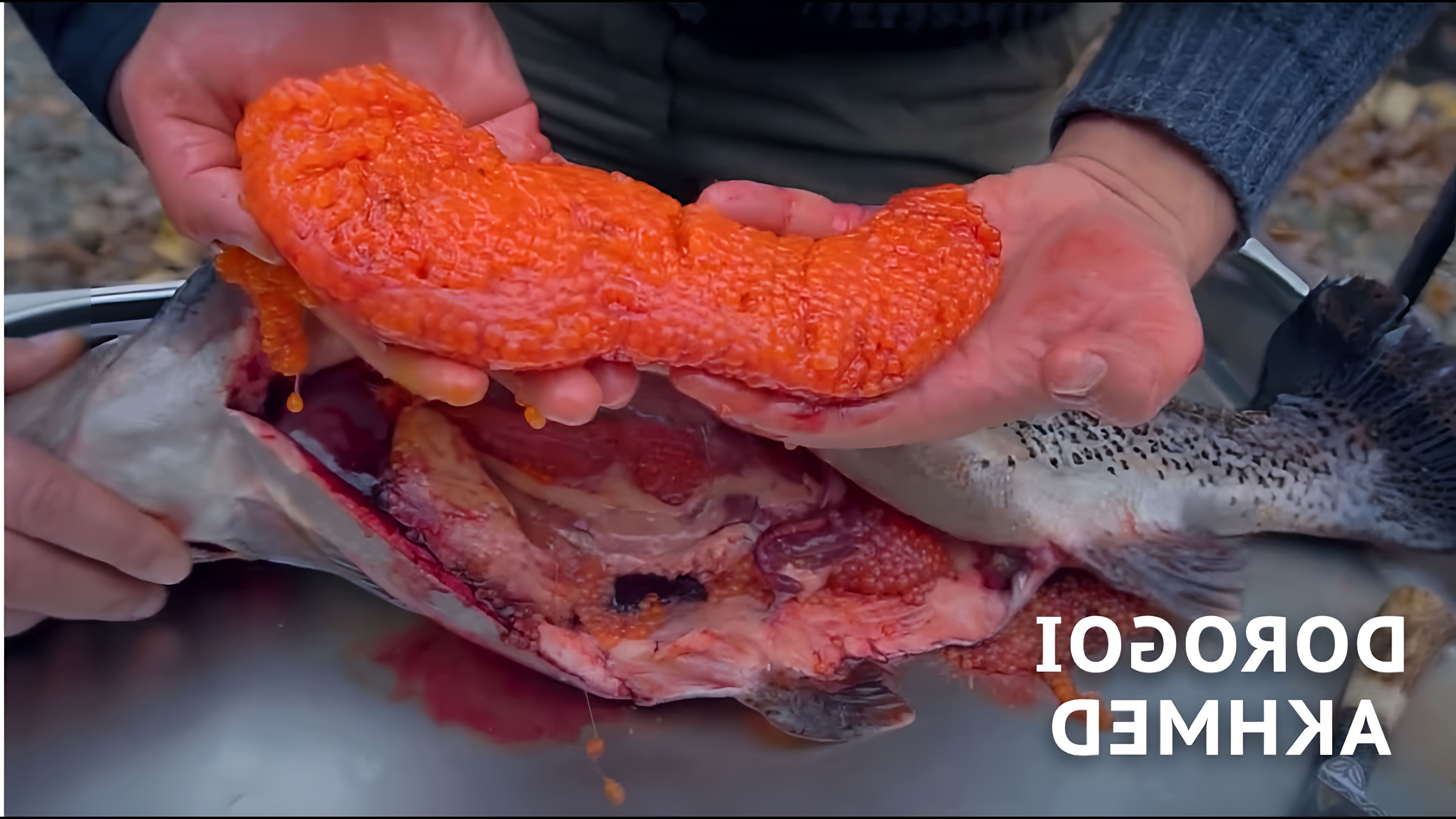 В этом видео демонстрируется рецепт приготовления икры форели по методу камчатских рыбаков