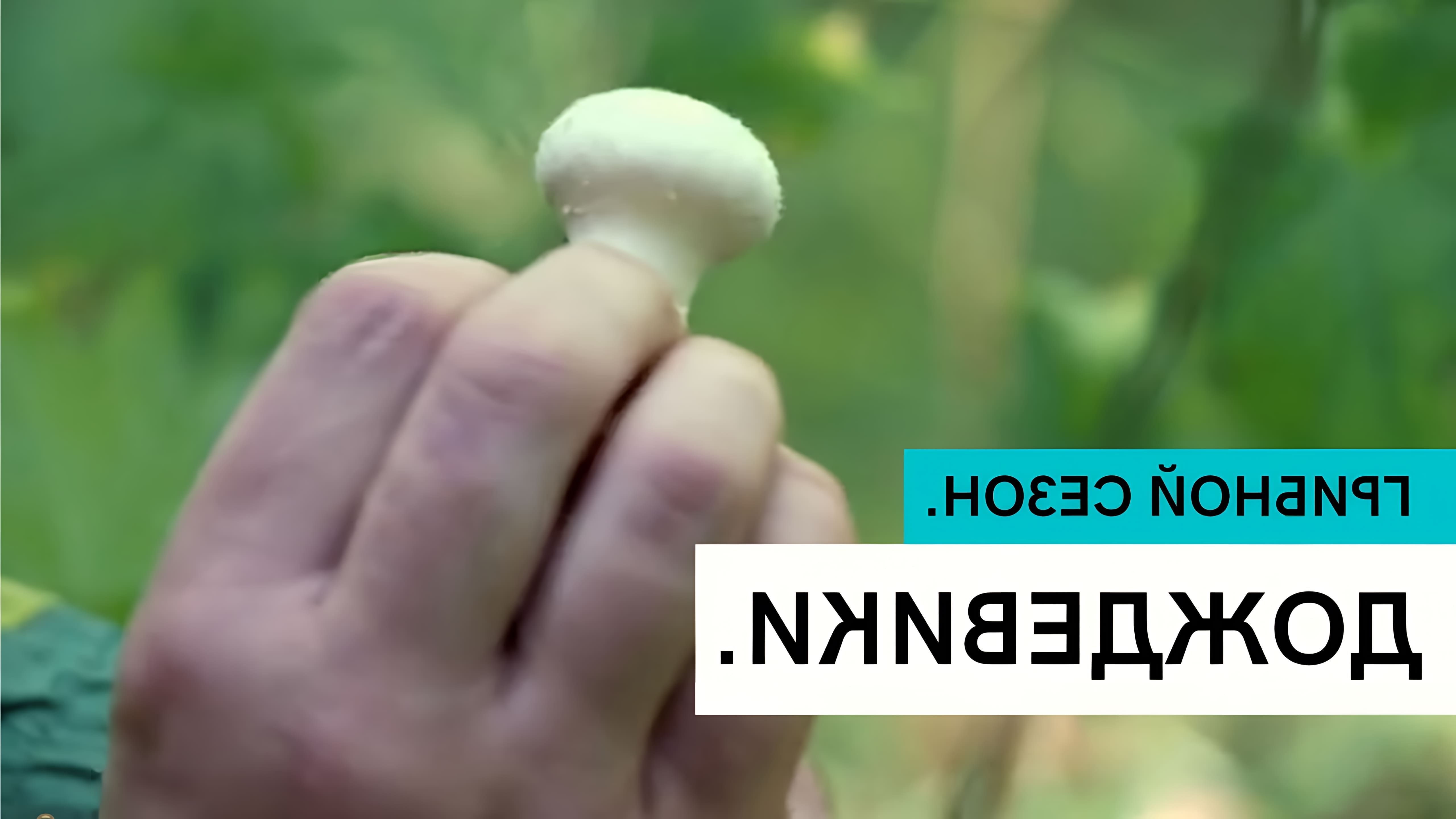 В этом видео рассказывается о грибах дождевиках, их полезных свойствах и способах приготовления