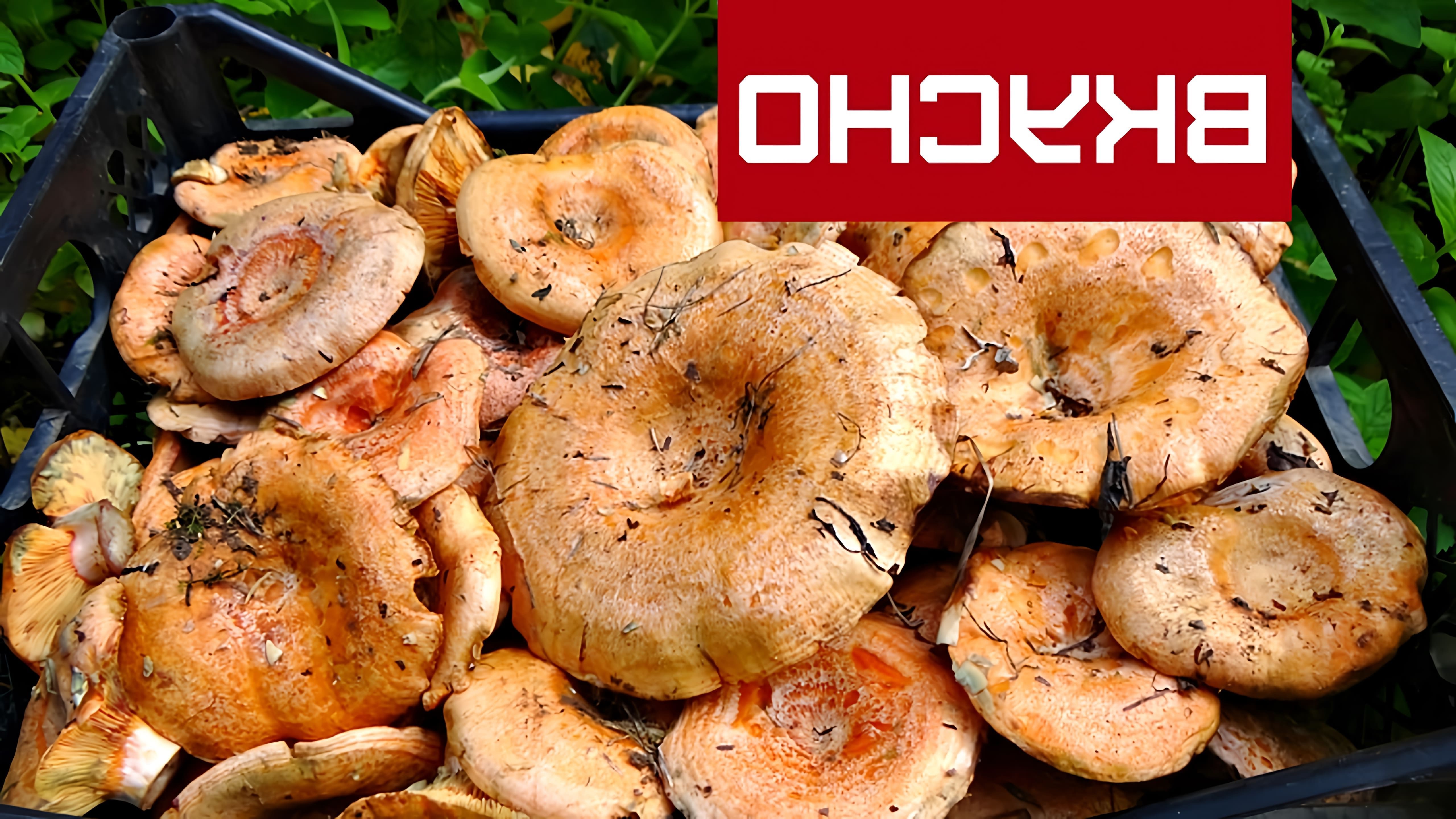 В этом видео показано, как приготовить грибы рыжики на зиму