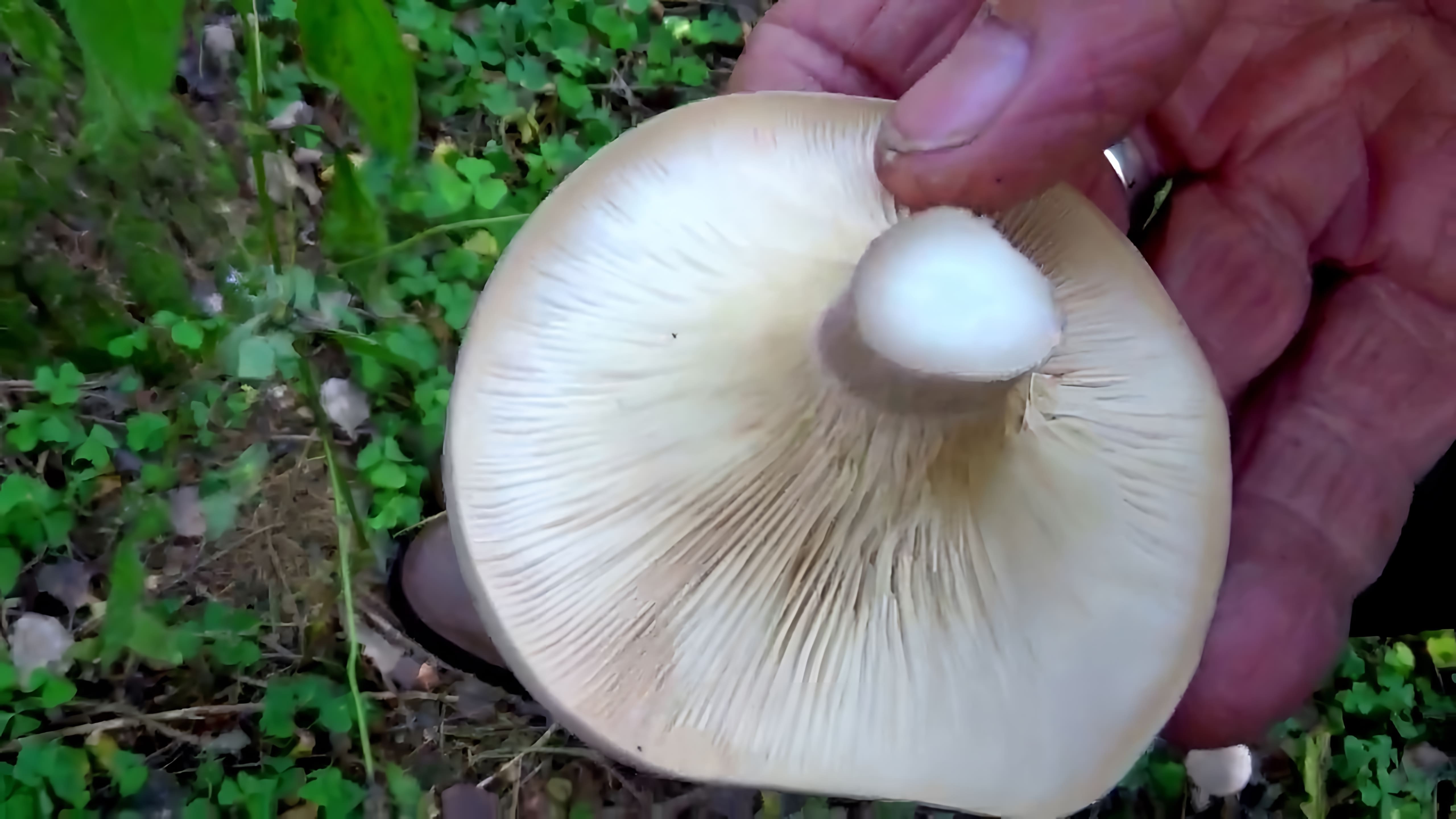 В этом видео автор рассказывает о различных видах грибов рядовки, которые можно найти в лесу