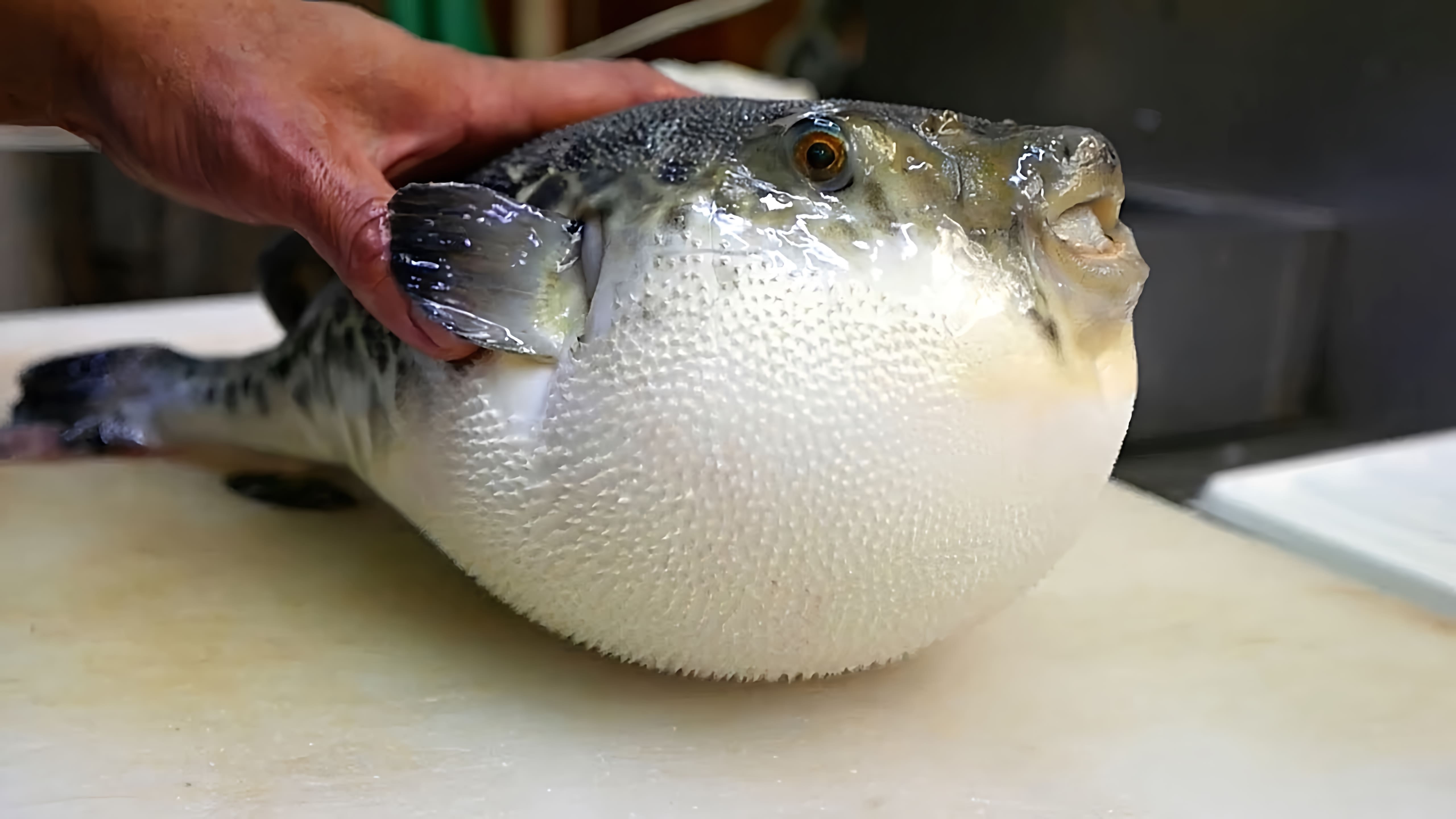Фугу, также известный как круглый или круглый рыба-еж, считается деликатесом в японской кухне, но является чрезвычайно ядовитым, если не подготовлен правильно